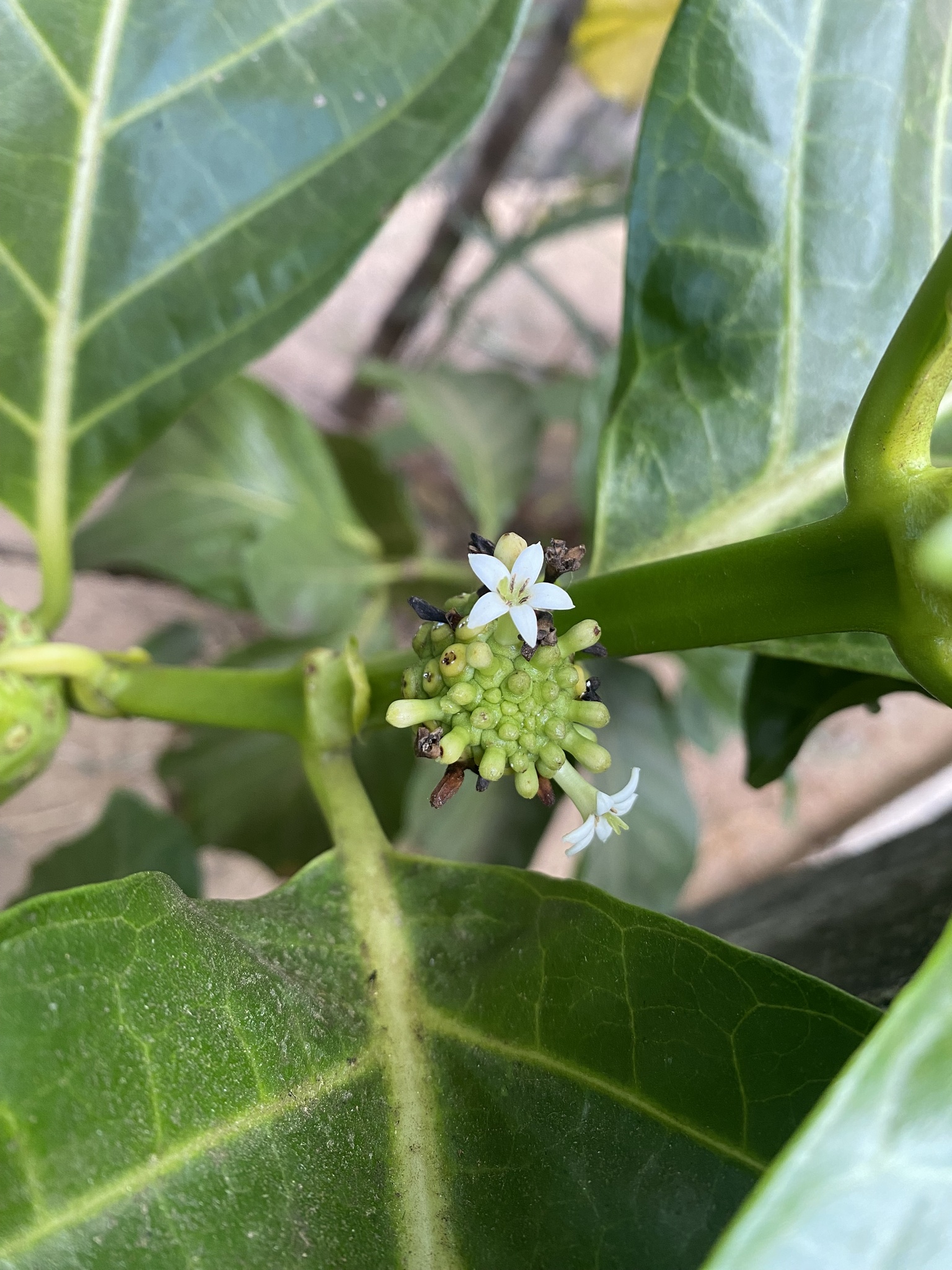 Photo of Noni (3/8)