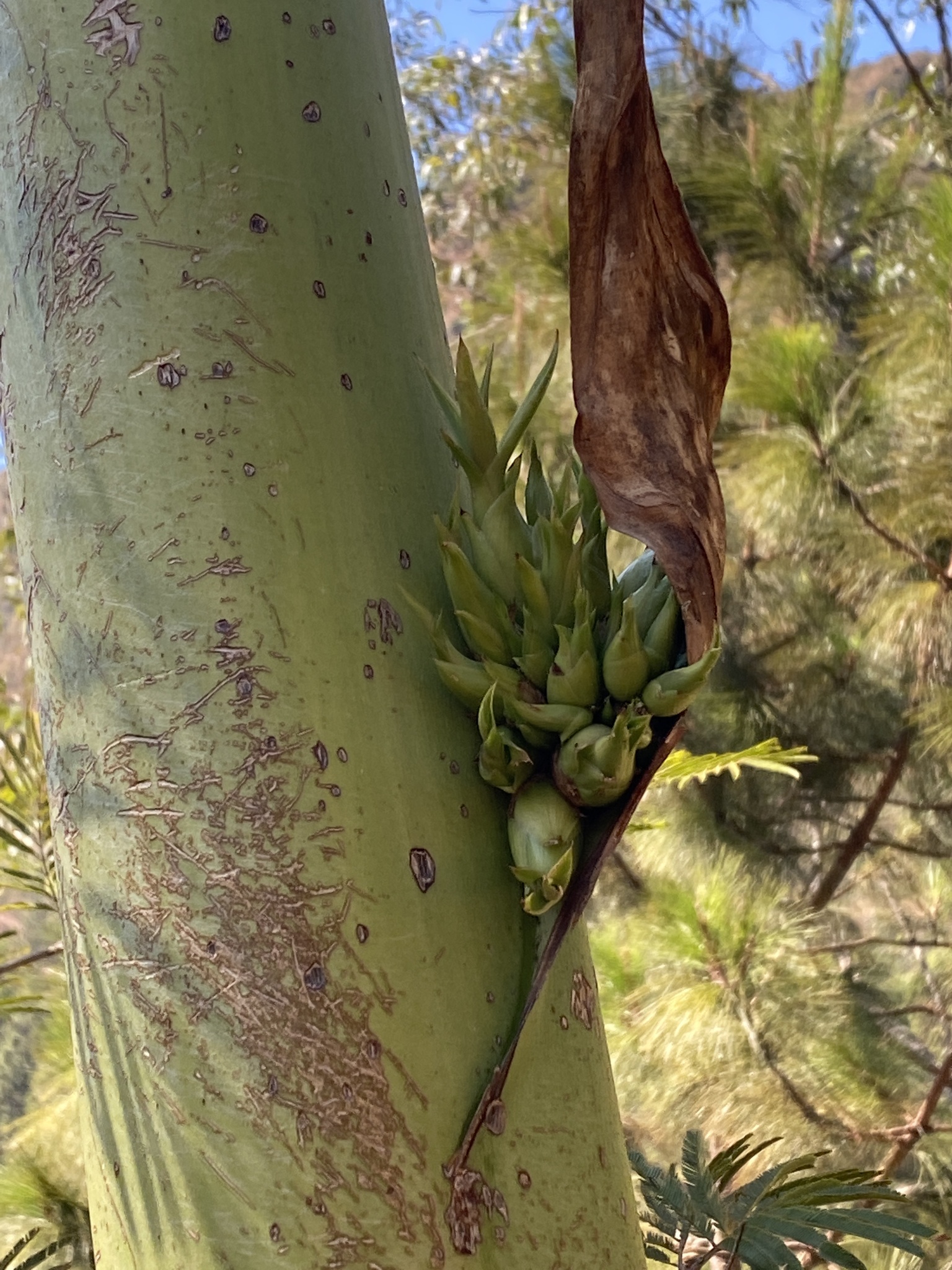 Photo of Mauritius hemp (1/9)