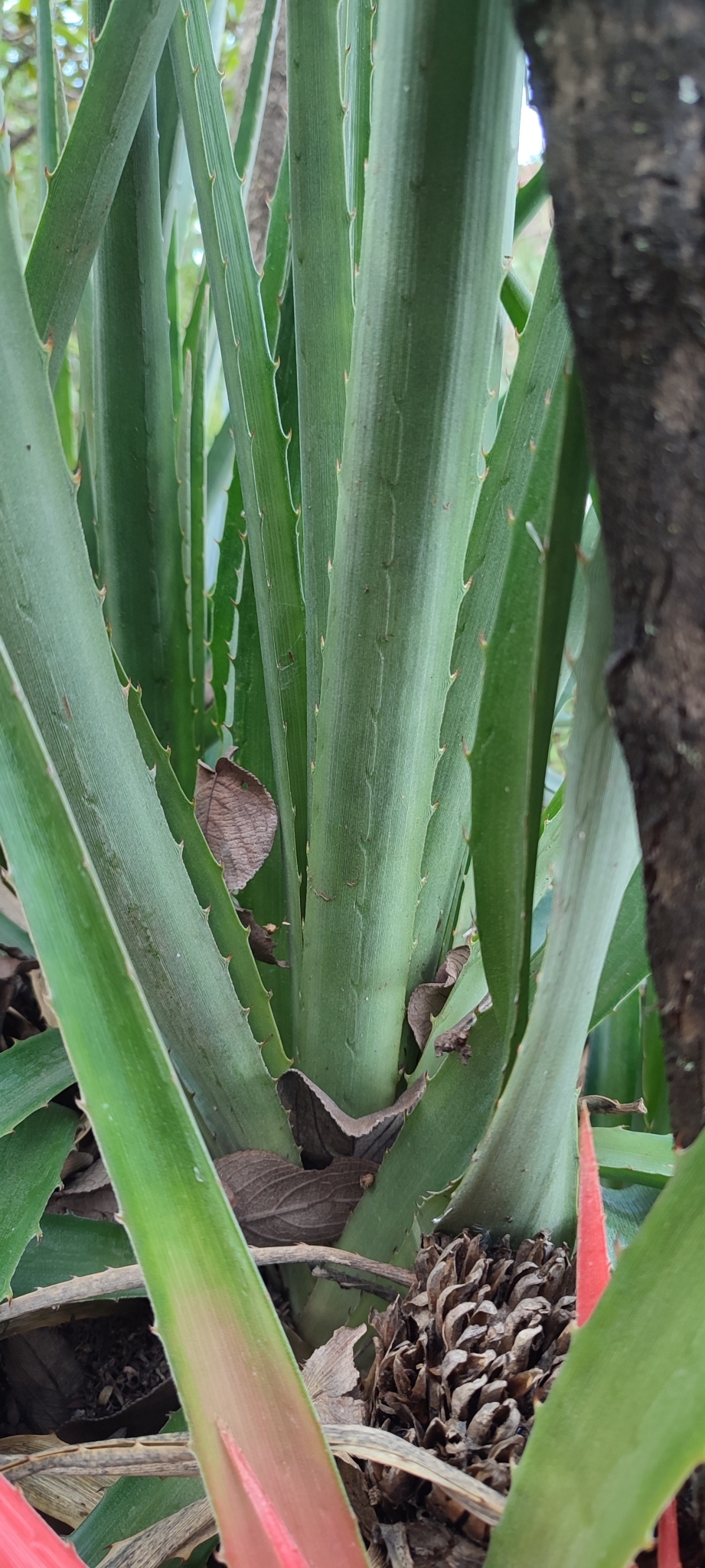 Photo of Bromelia goyazensis (9/12)