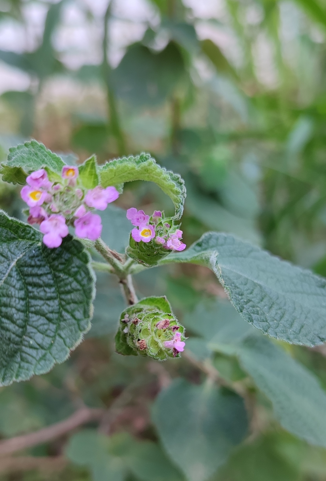 Photo of Lantana fucata (12/12)