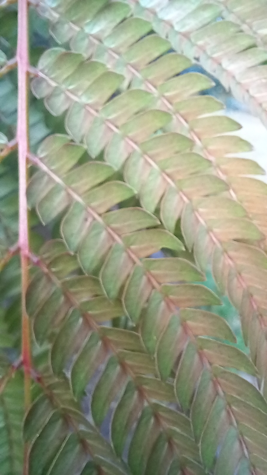 Photo of Mimosoideae (2/6)