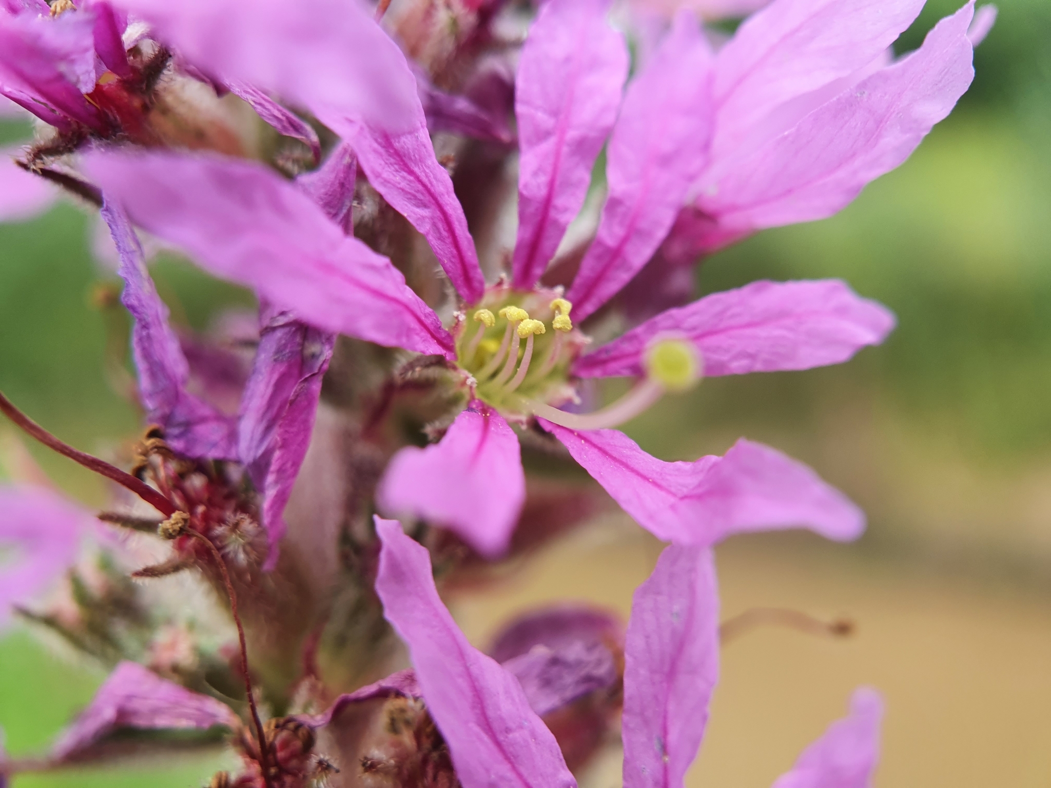 Photo of purple loosestrife (5/12)