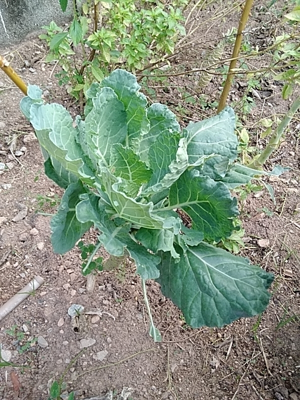 Photo of cabbage, broccoli, and allies (3/8)