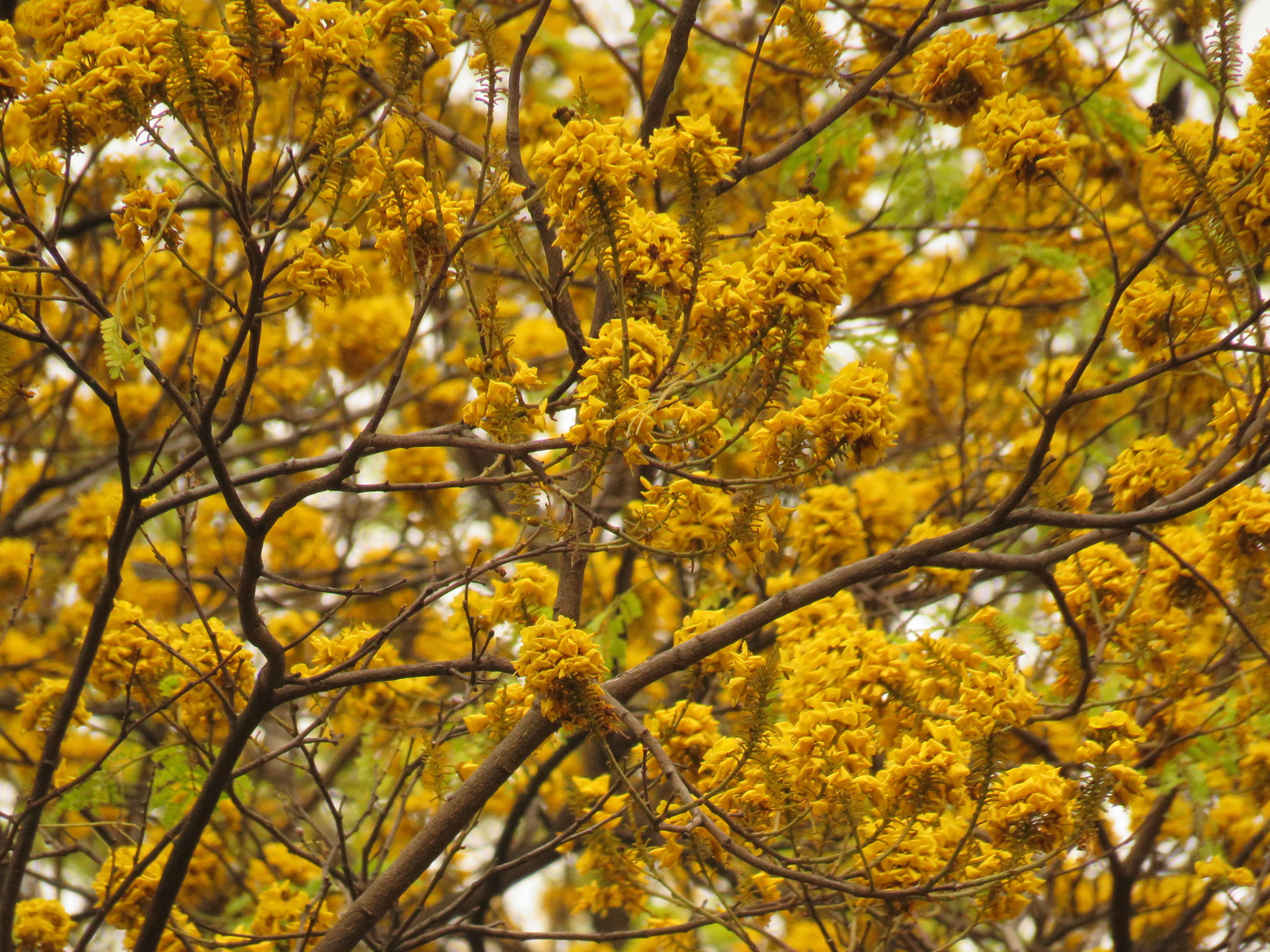 Photo of Yellow Poinciana (3/6)