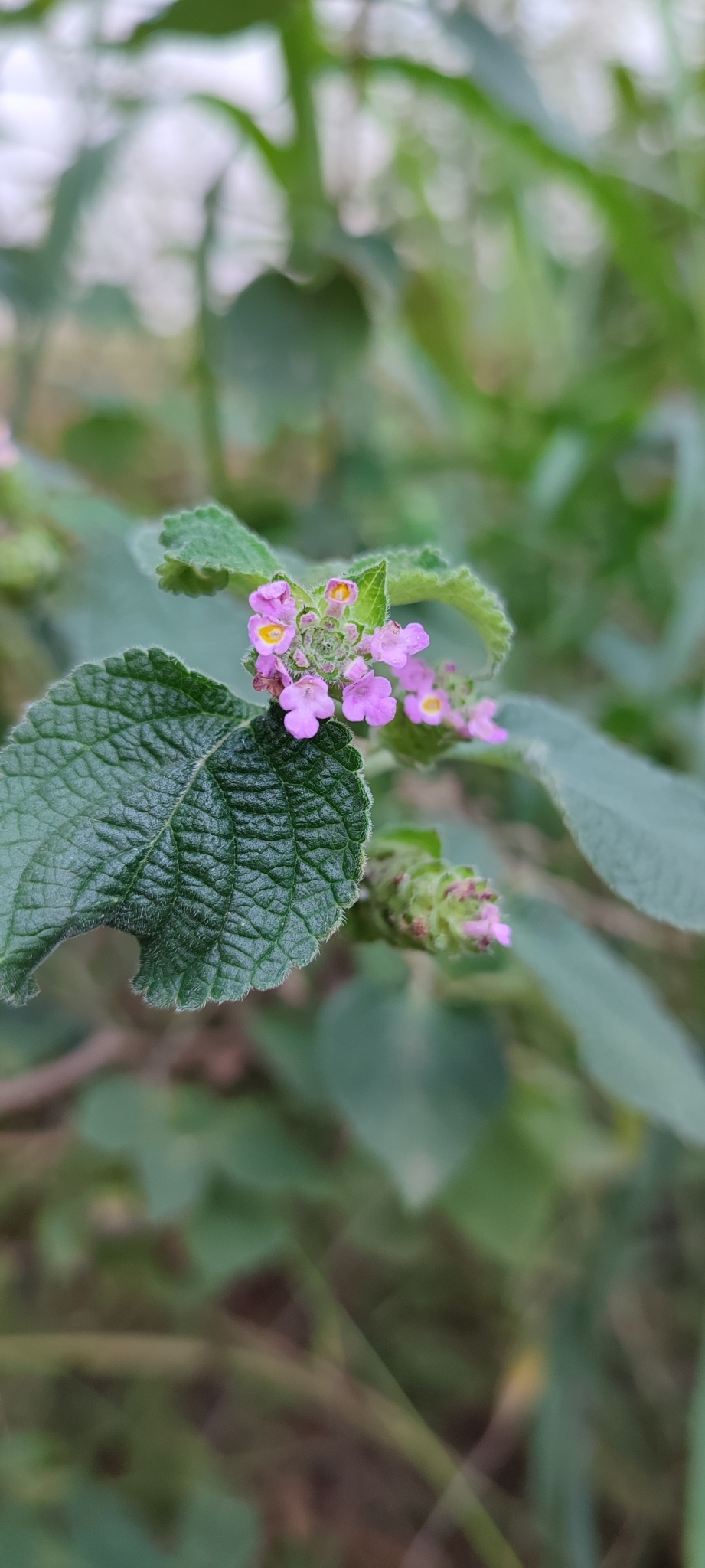 Photo of Lantana fucata (8/12)