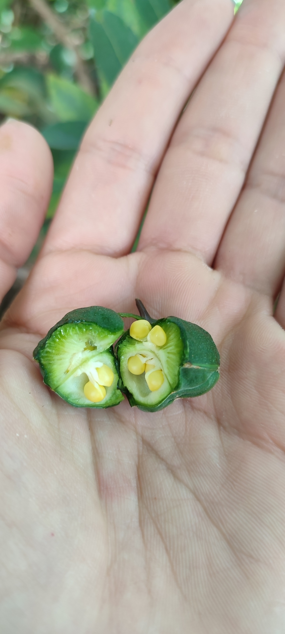 Photo of salsilla (6/12)