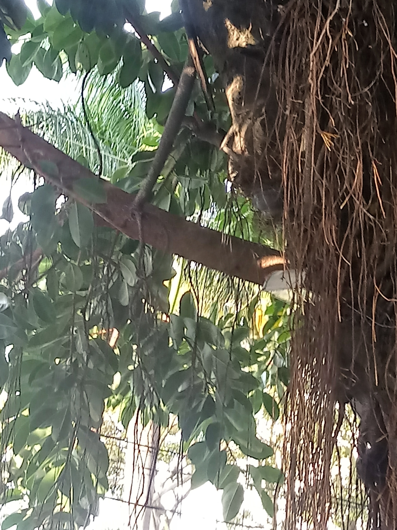 Photo of rubber plant (10/10)