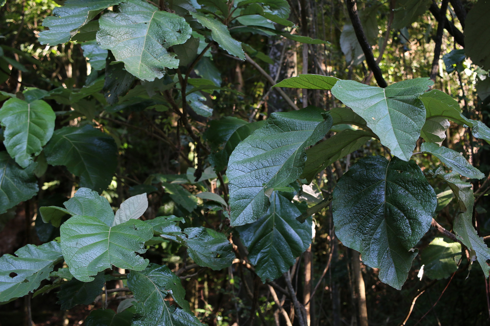 Photo of Solanum cernuum (3/7)