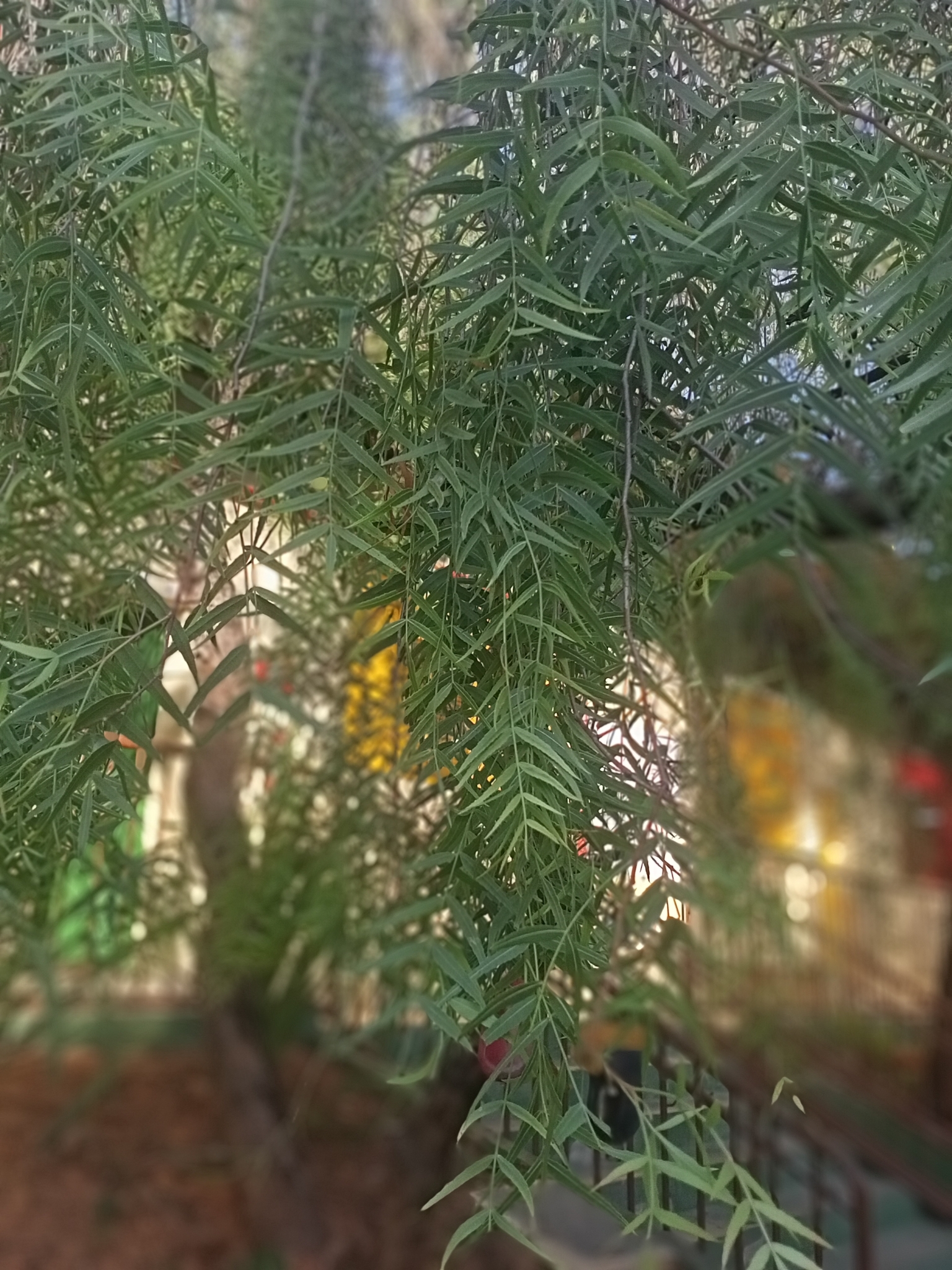 Photo of Peruvian Pepper Tree (6/7)