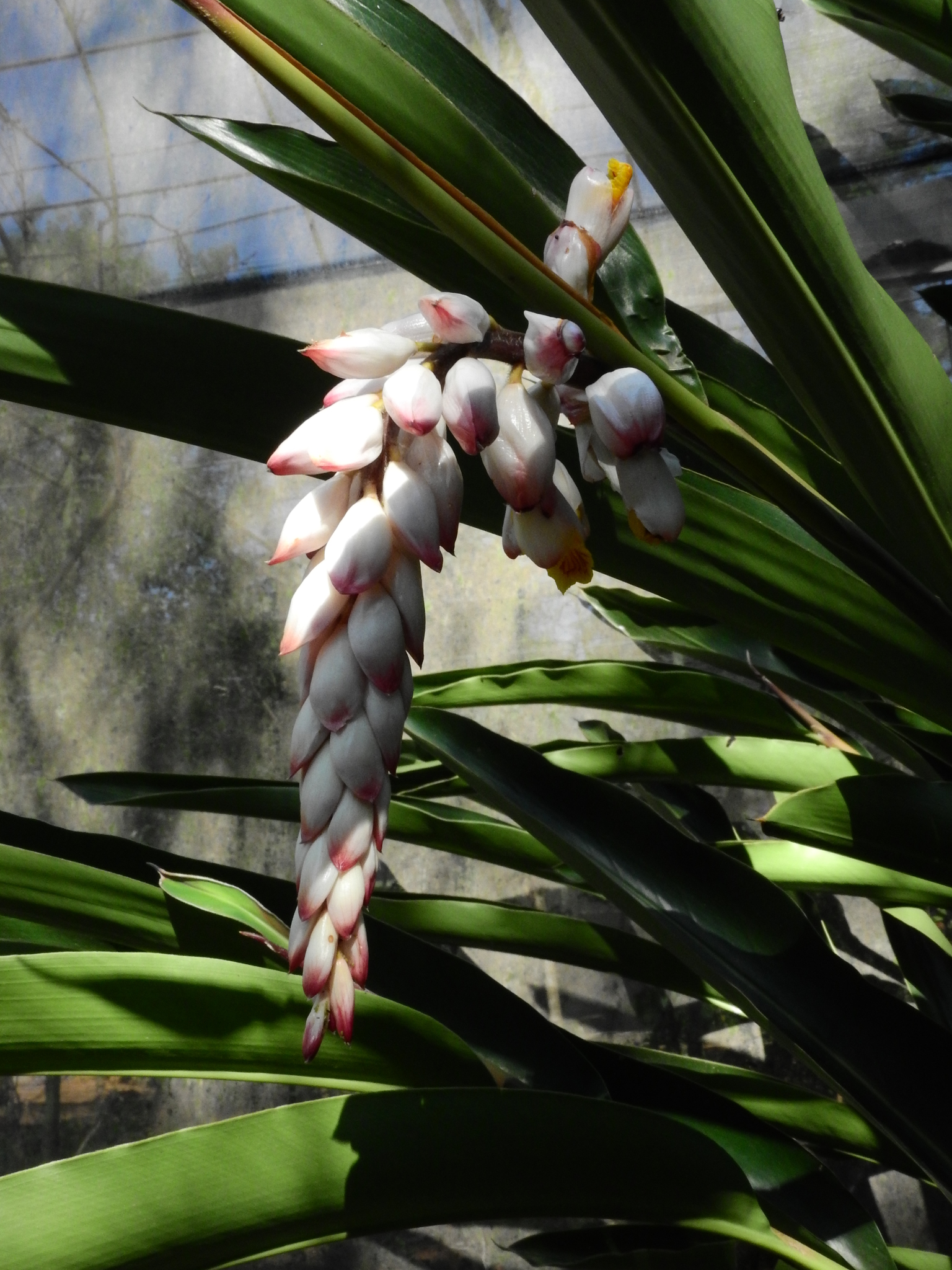 Photo of Shell ginger (7/8)