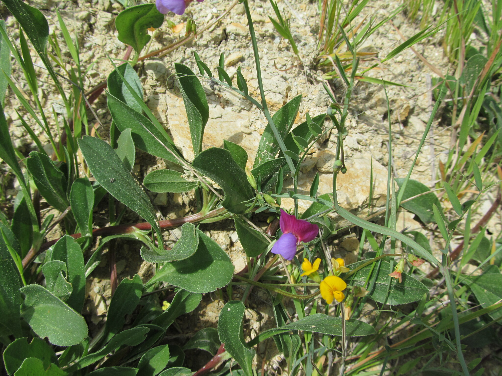 Photo of Crimson Pea (2/12)