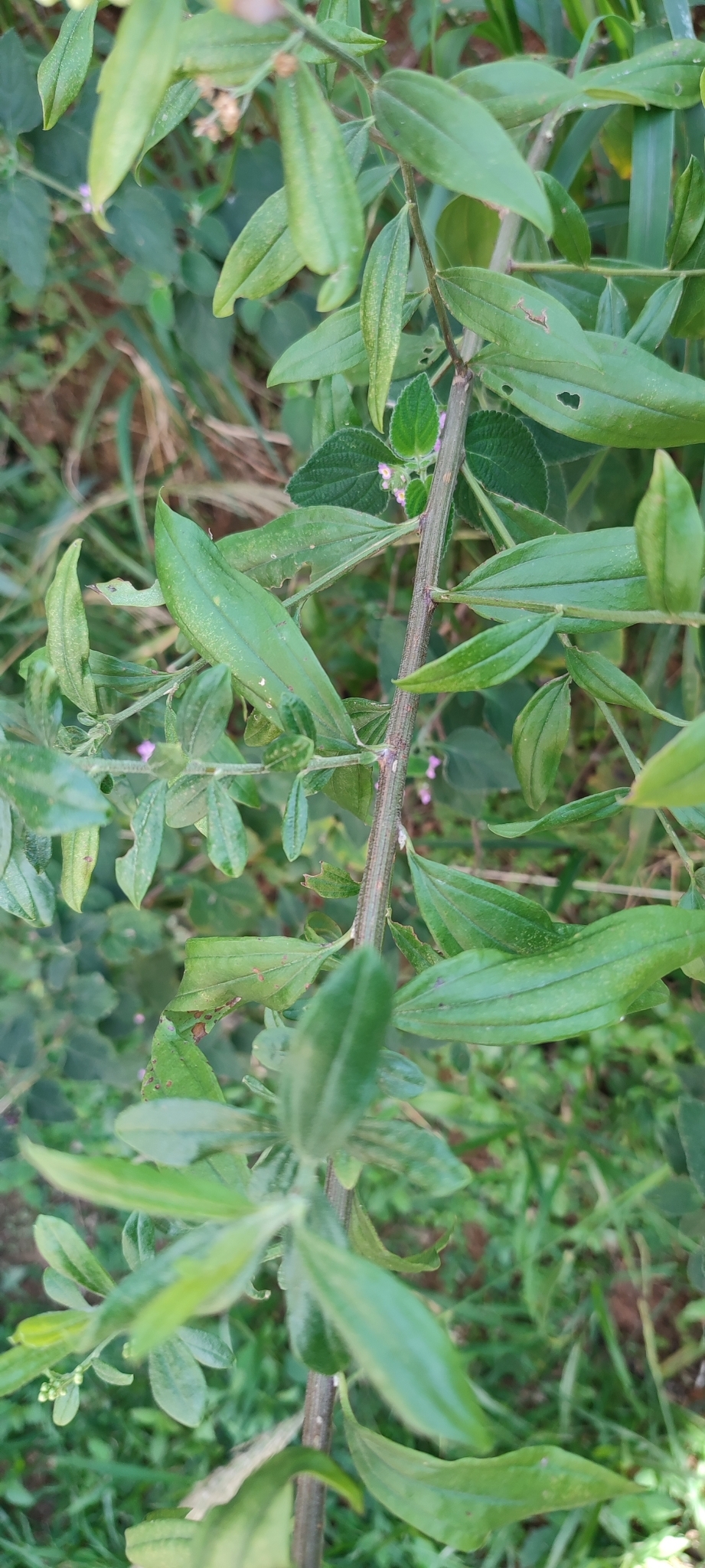 Photo of Baccharis trinervis (9/12)