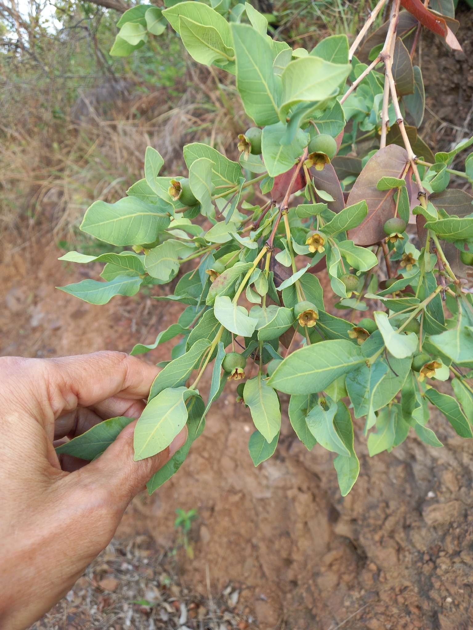 Photo of Brazilian Guava (5/10)
