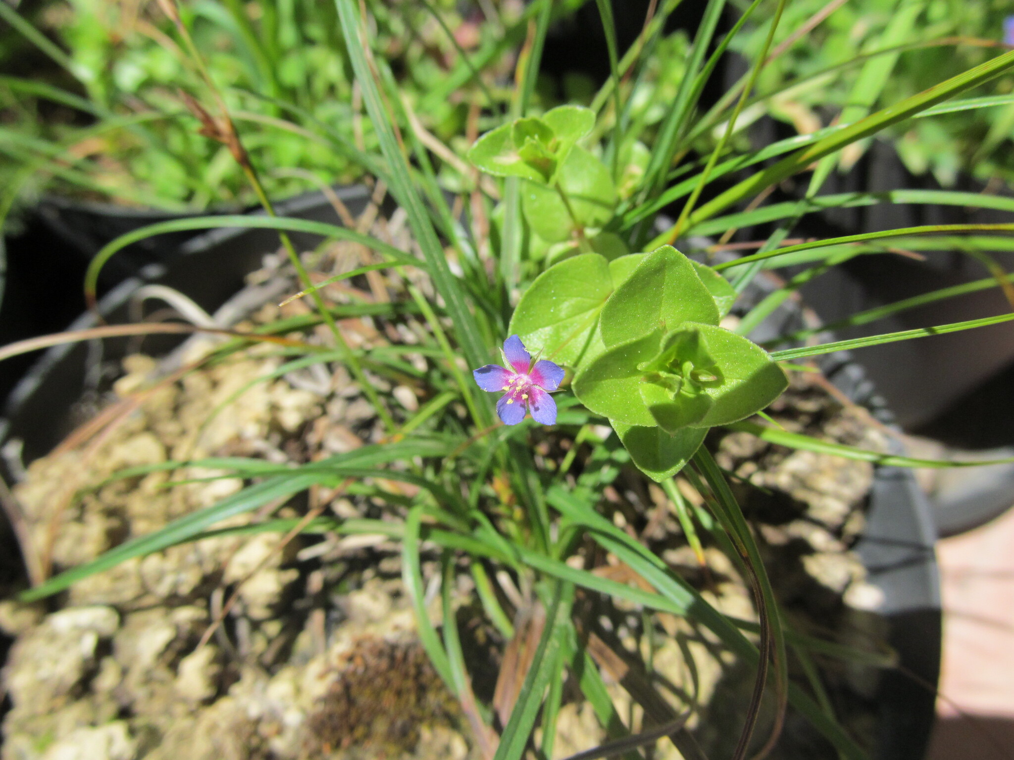 Photo of Blue Scarlet Pimpernel (10/12)