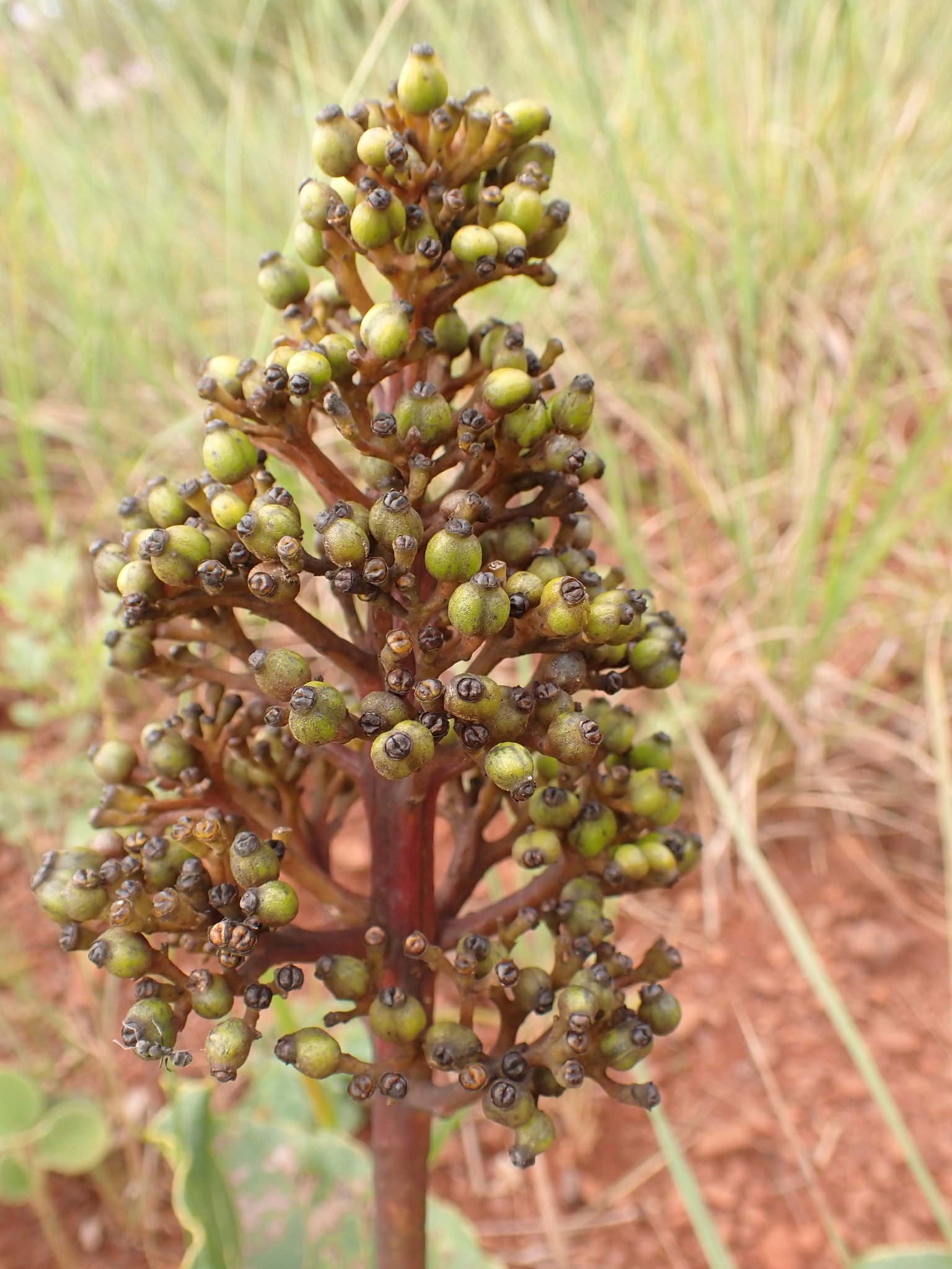 Photo of Palicourea rigida (6/12)