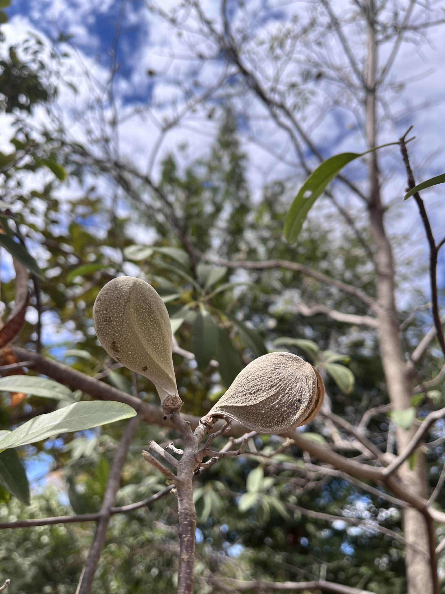 Photo of Aspidosperma (1/6)