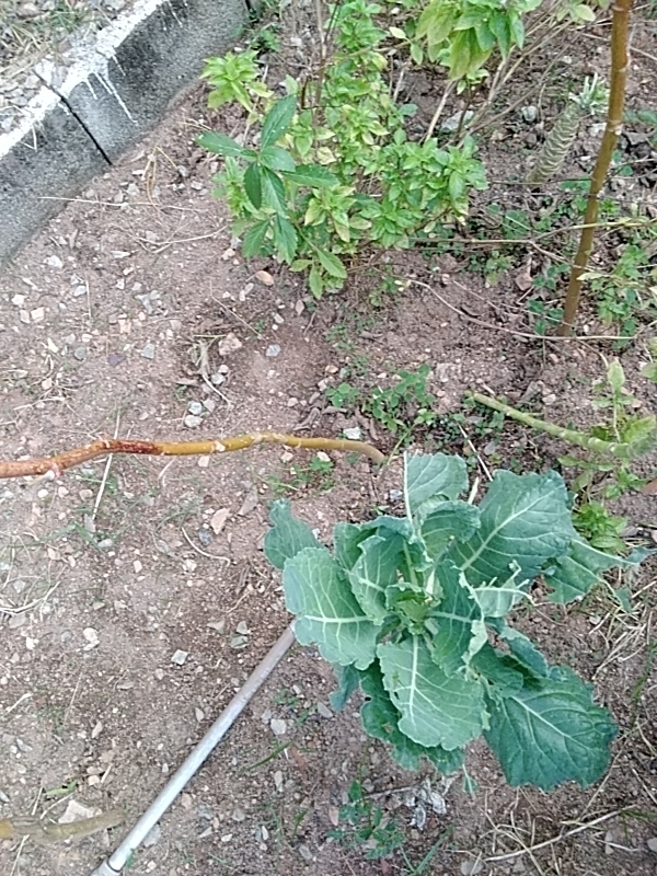 Photo of cabbage, broccoli, and allies (2/8)