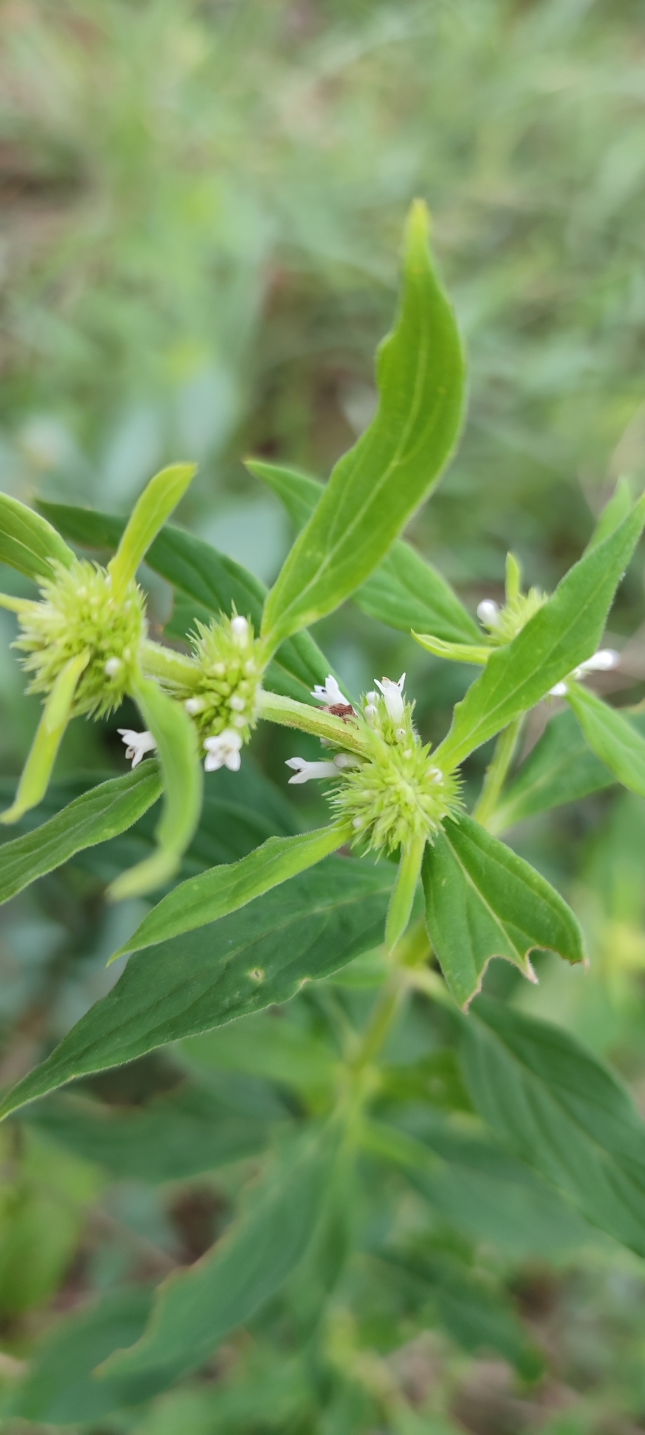 Photo of shrubby false buttonweed (12/12)