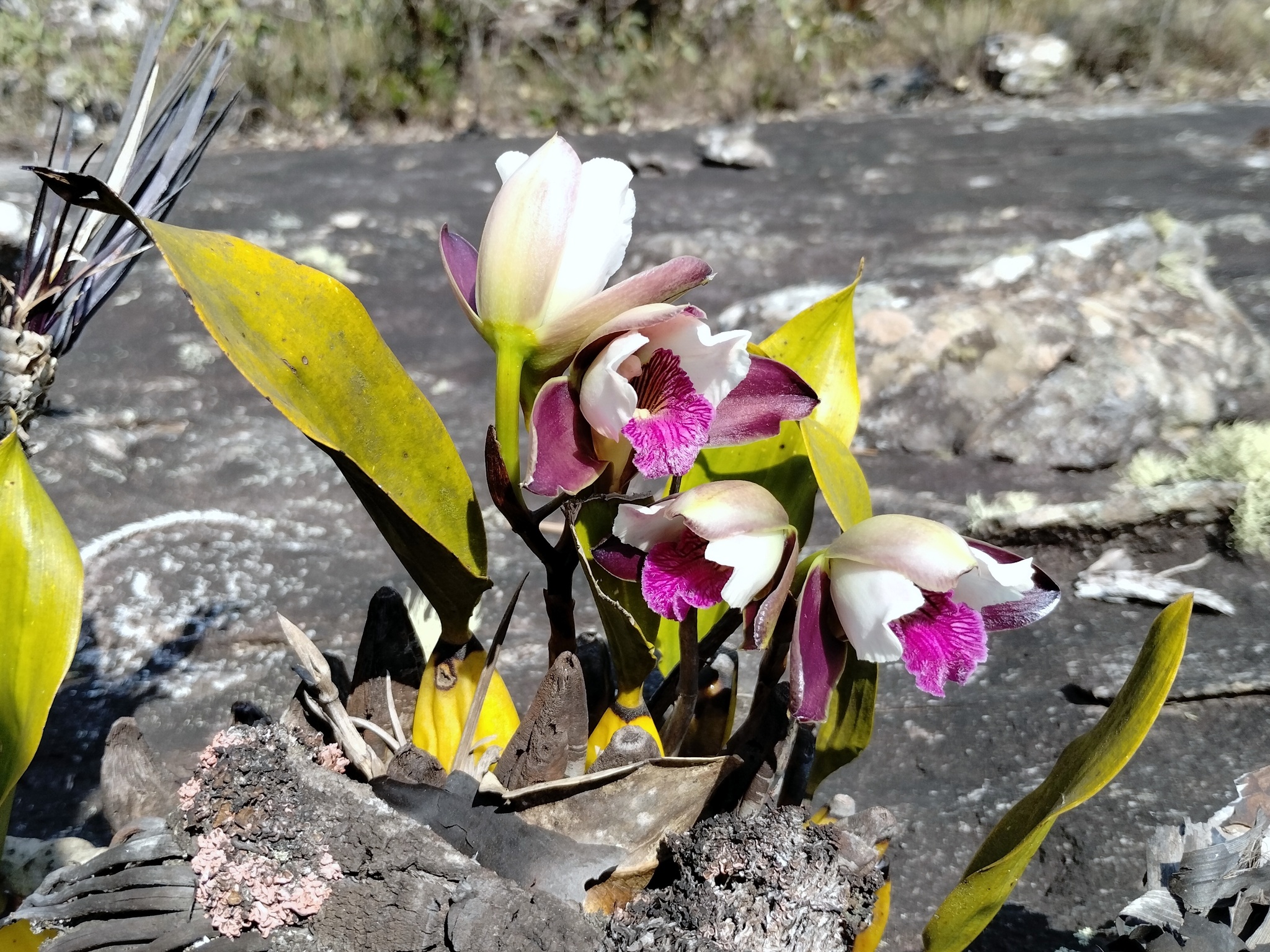 Photo of Bifrenaria harrisoniae (10/10)