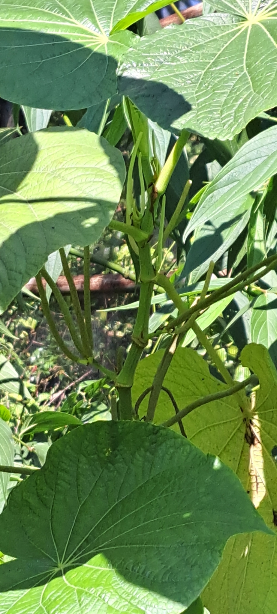 Photo of pariparoba (5/7)