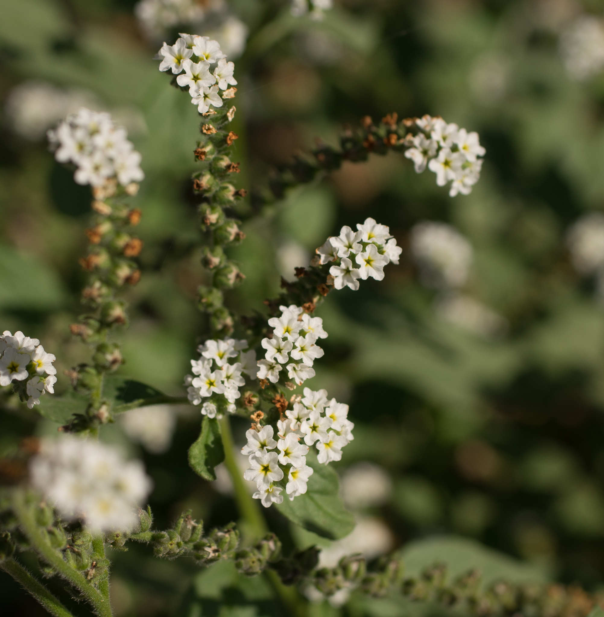 Photo of European heliotrope (7/12)