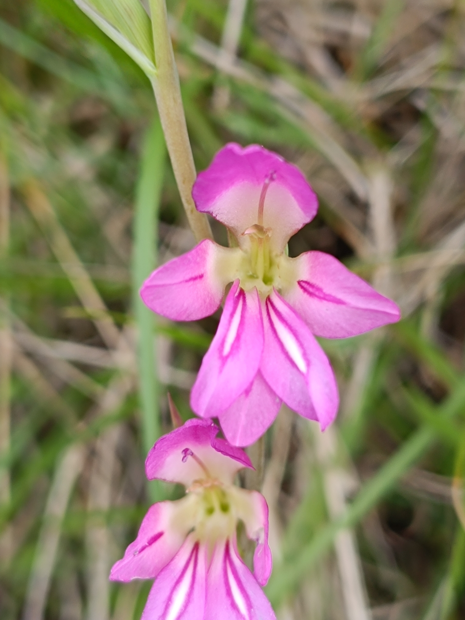 Photo of Field Gladiolus (10/12)