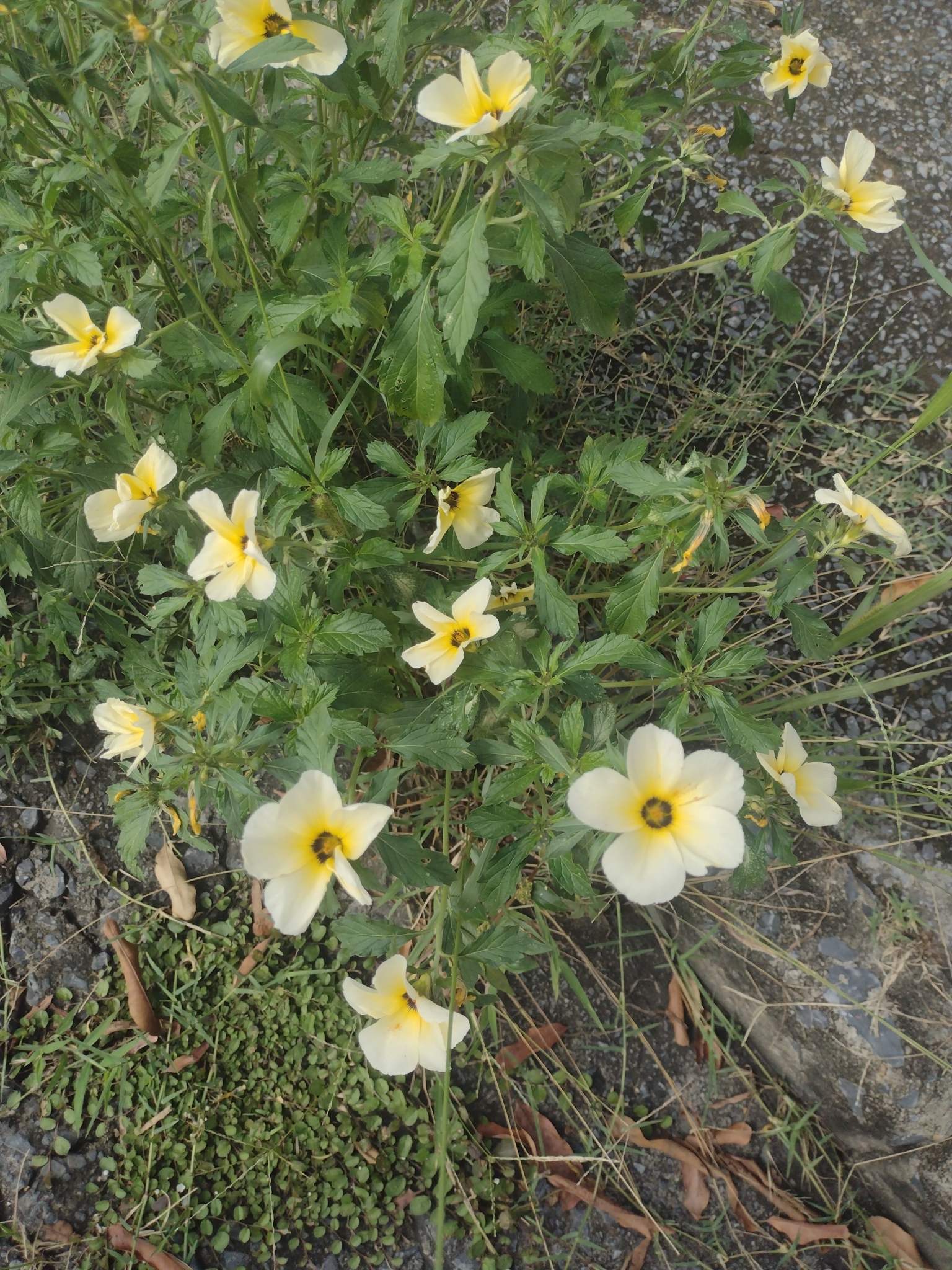 Photo of Cuban Buttercup (1/12)