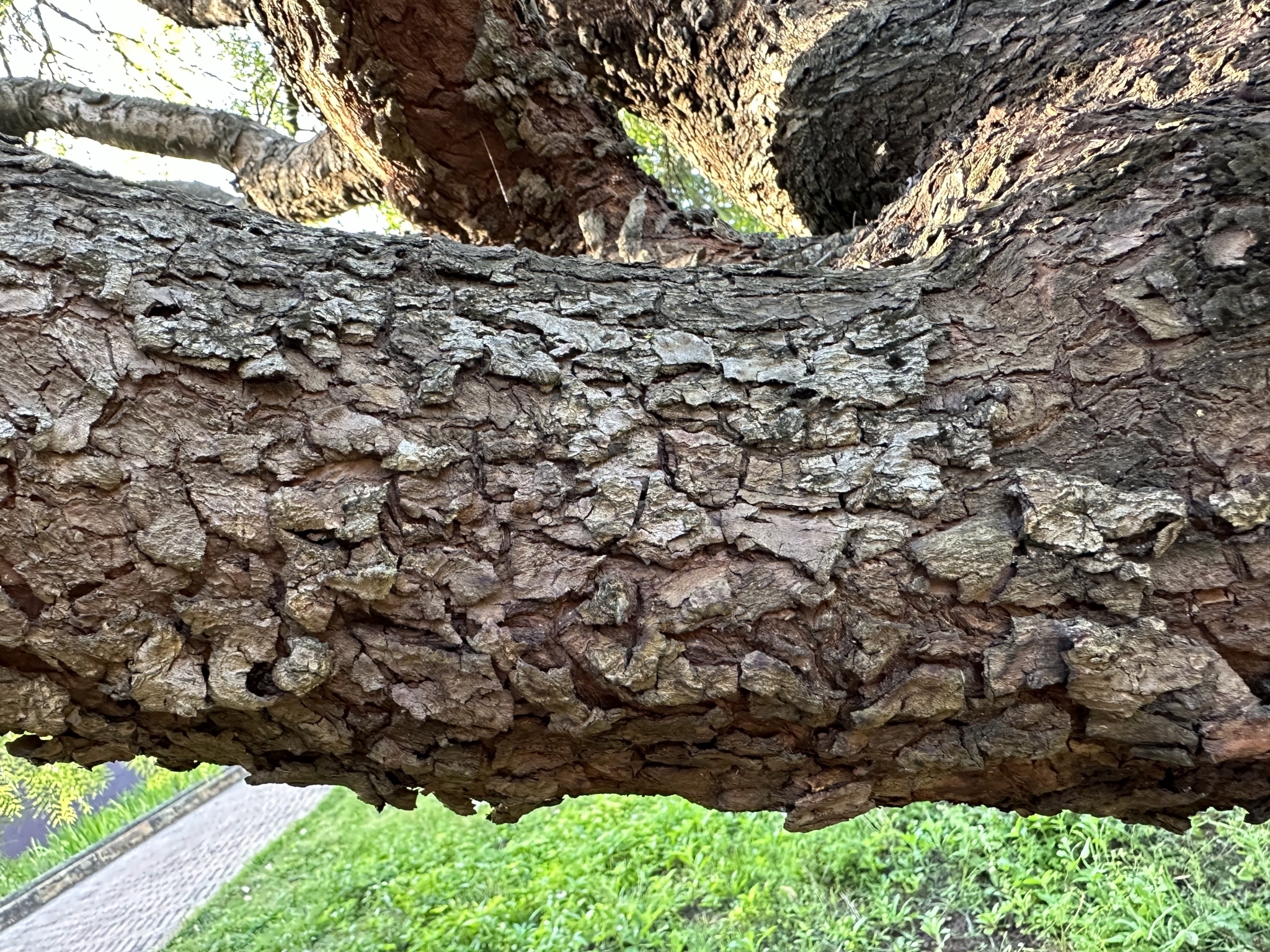 Photo of Peruvian Pepper Tree (3/7)