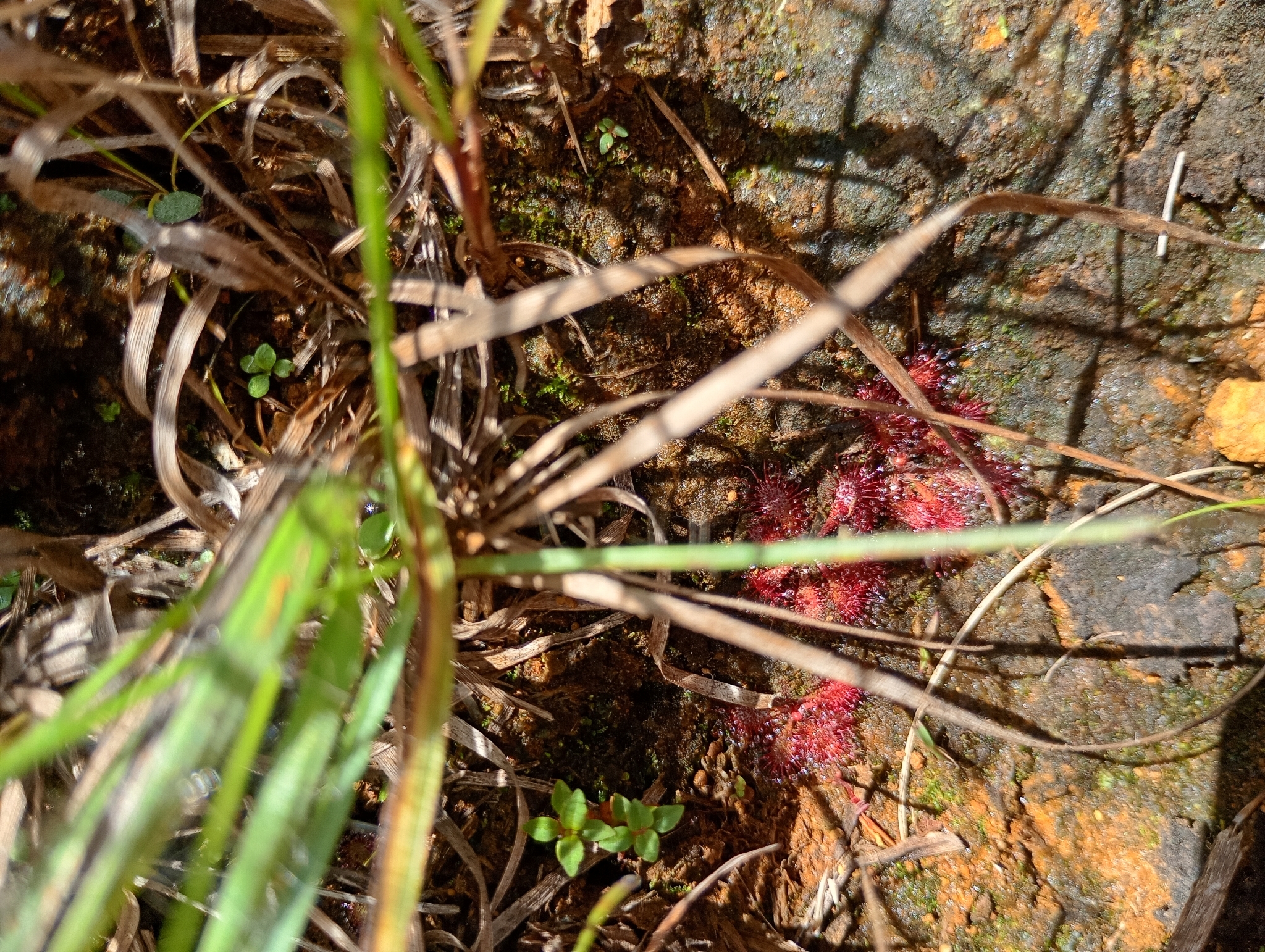 Photo of Drosera montana (4/6)