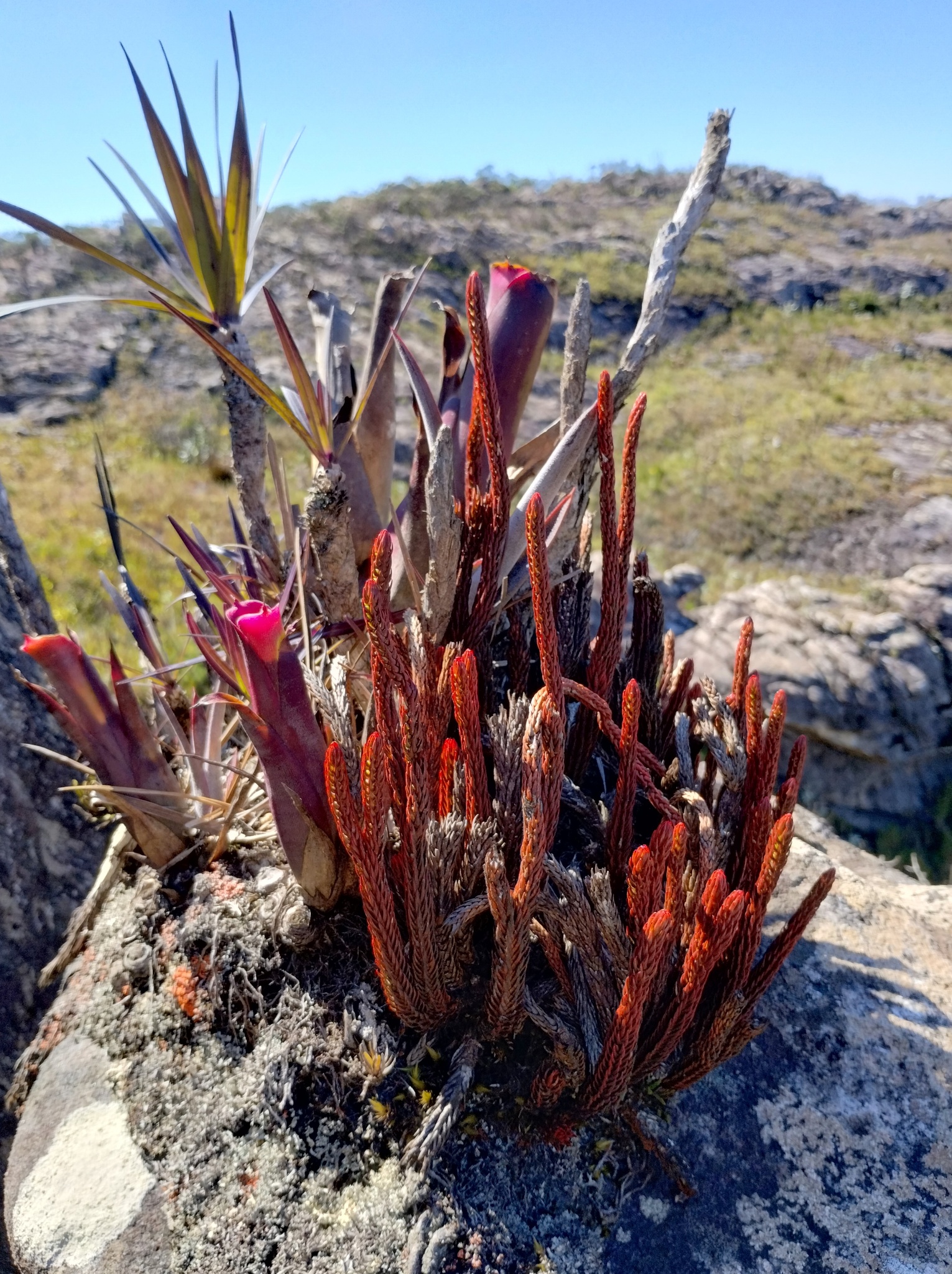 Photo of Phlegmariurus ruber (7/12)