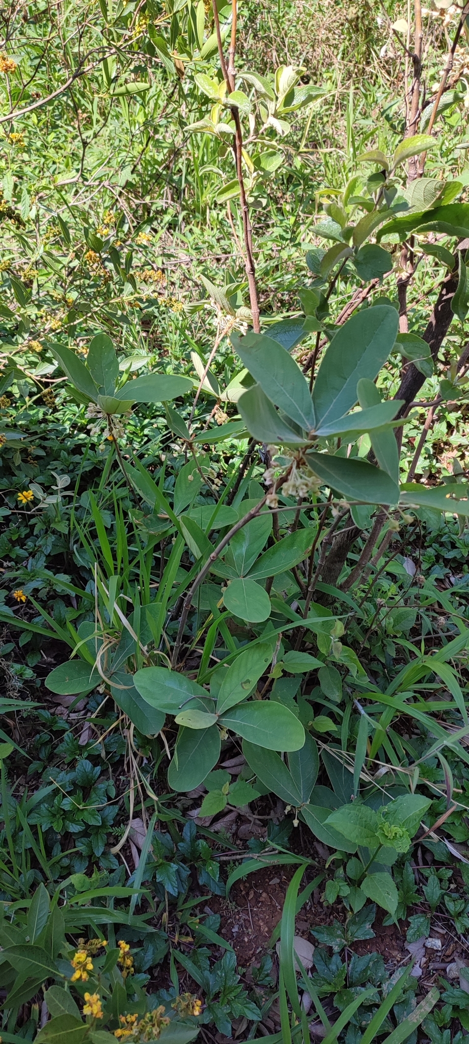 Photo of Pterandra pyroidea (7/8)