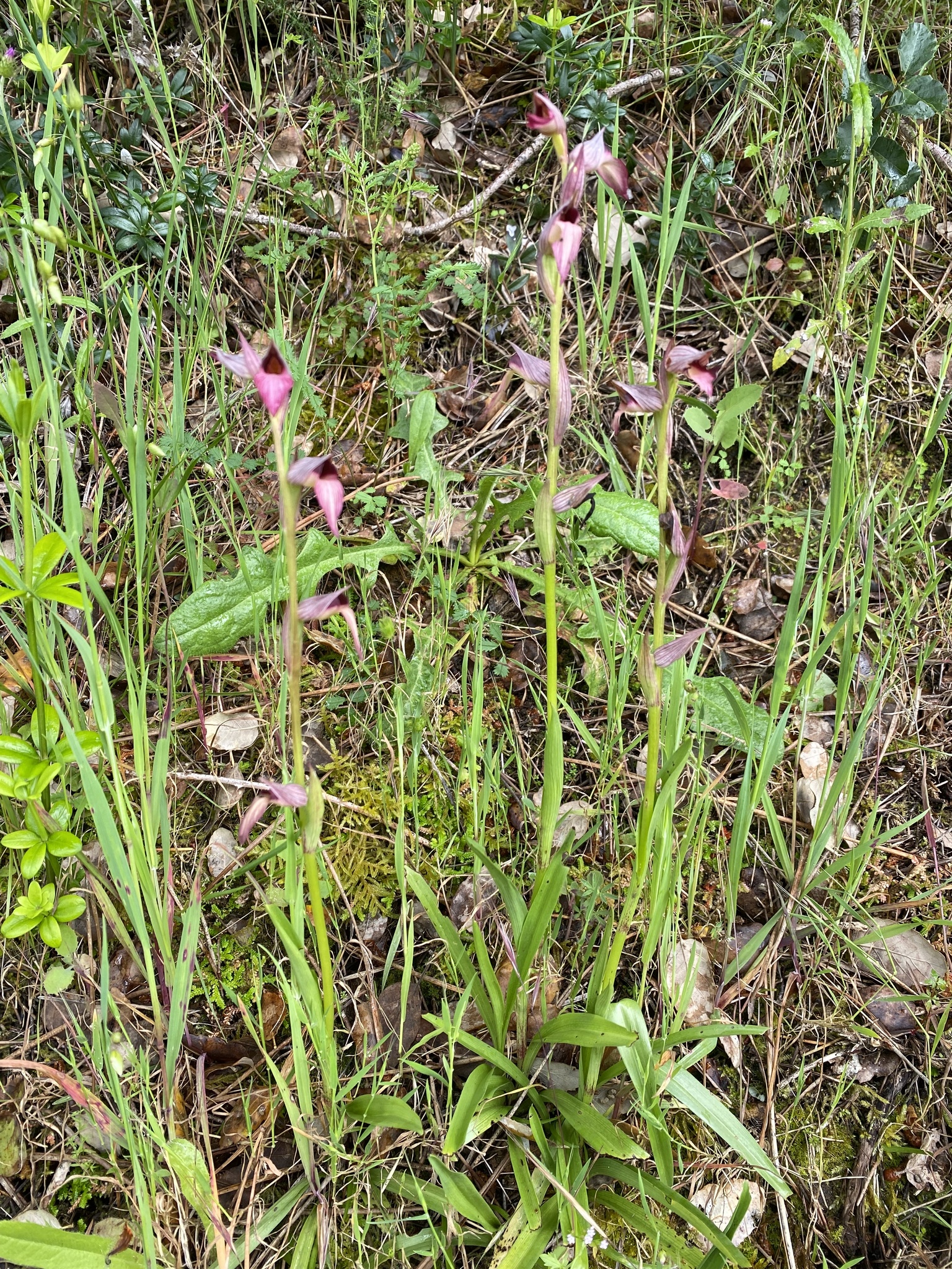 Photo of Tongue Orchid (5/12)