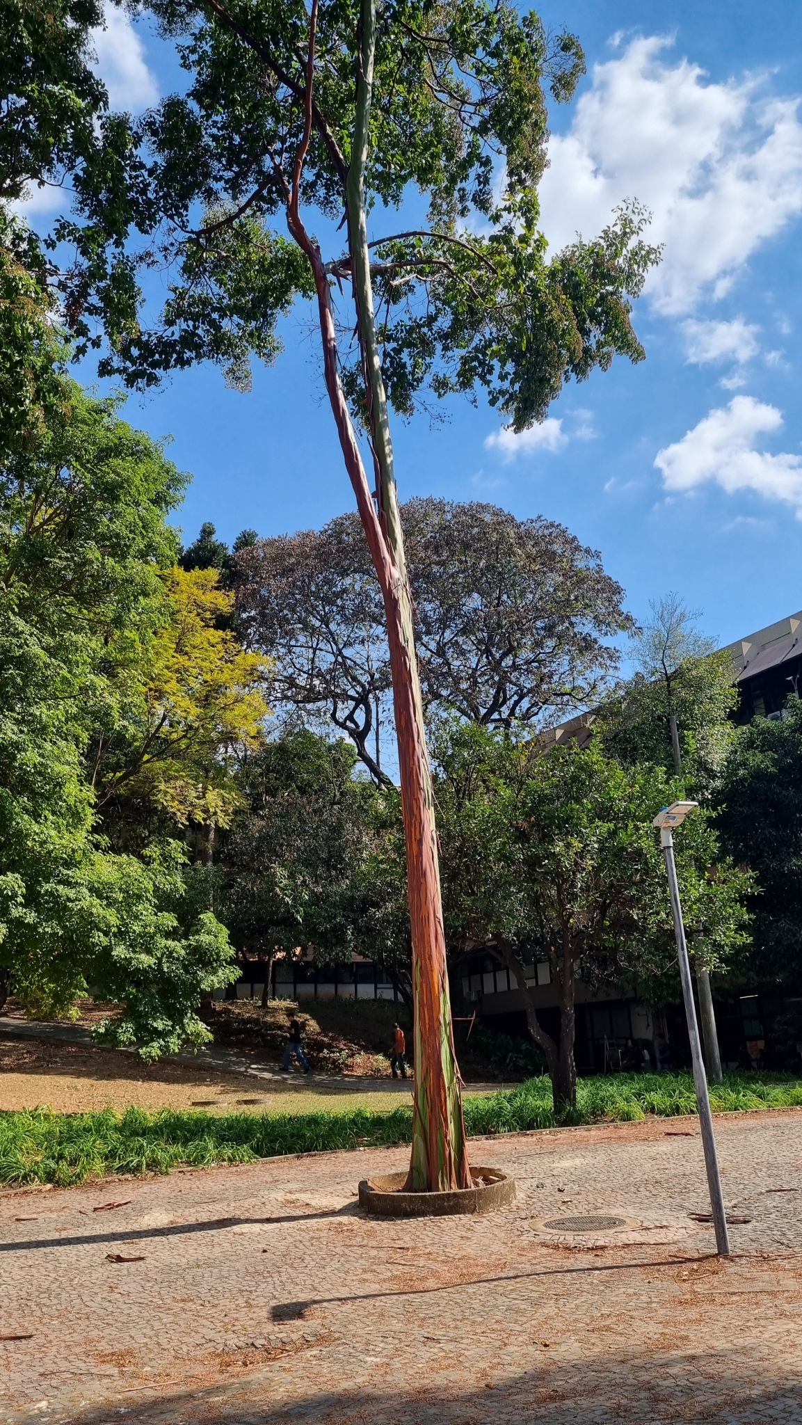 Photo of Calycophyllum spruceanum (2/7)