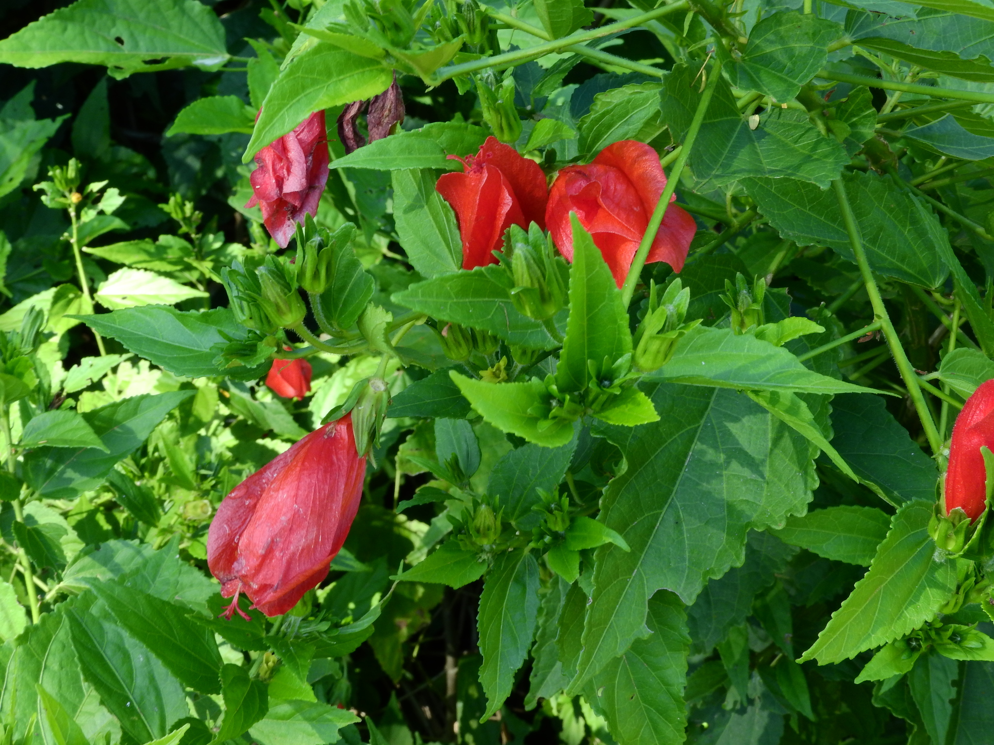 Photo of Sleeping Hibiscus (6/6)