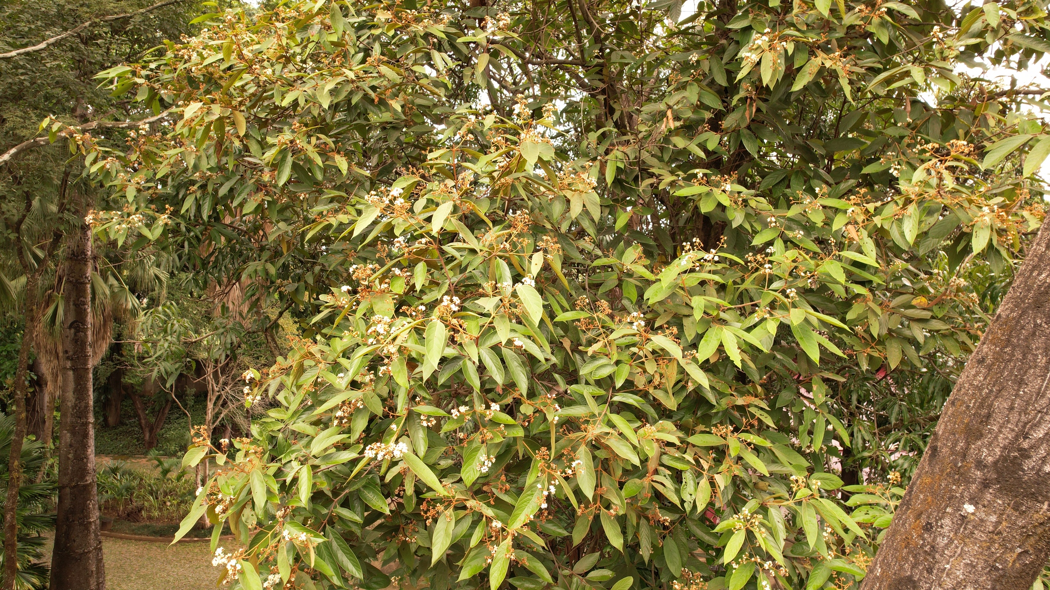 Photo of Nectandra oppositifolia (5/9)