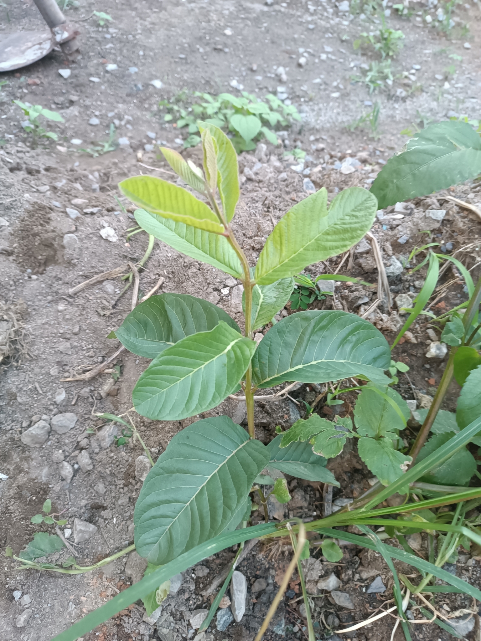 Photo of Common guava (7/12)
