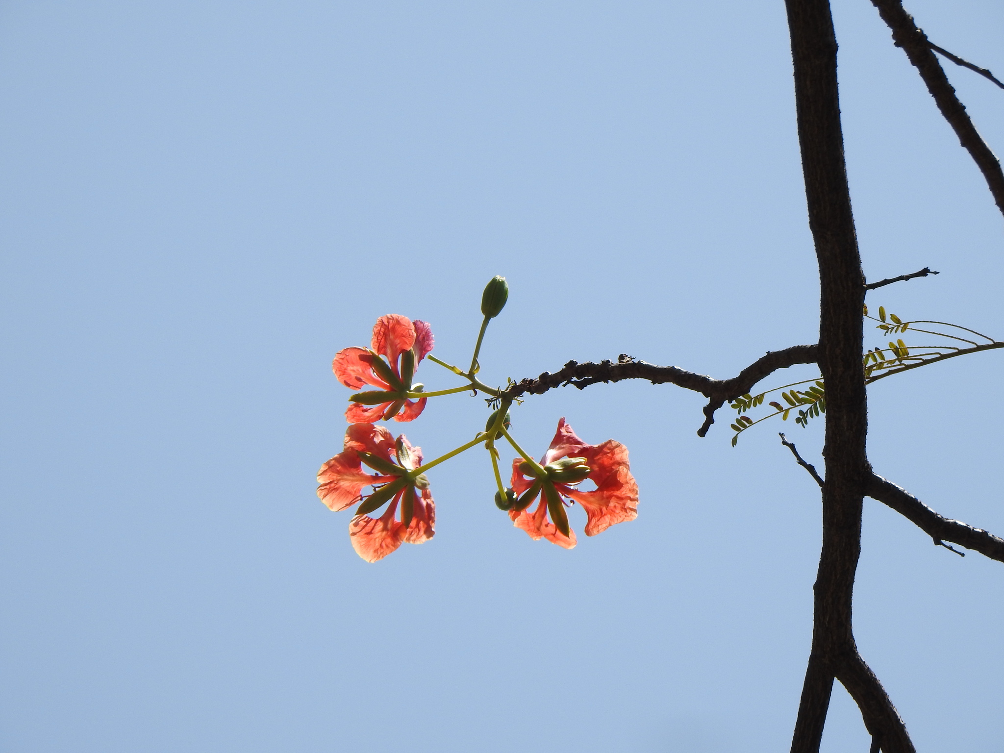 Photo of Flamboyant (9/12)