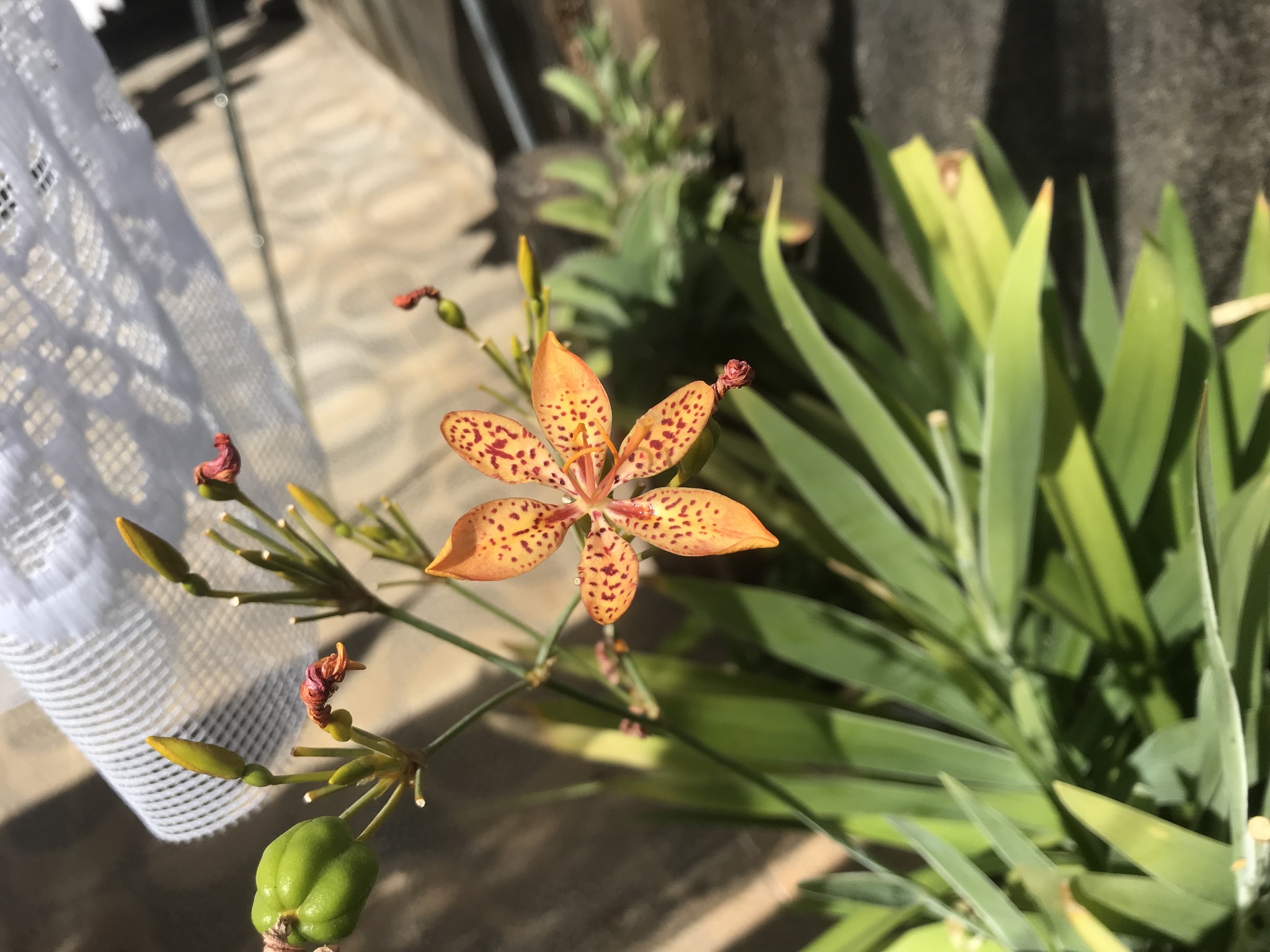 Photo of Blackberry Lily (8/9)