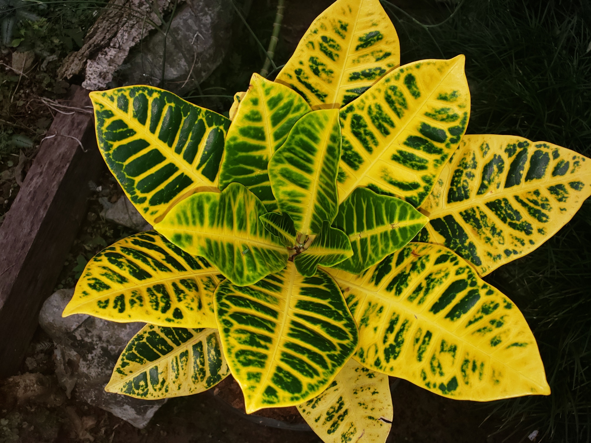 Photo of Variegated Croton (8/10)
