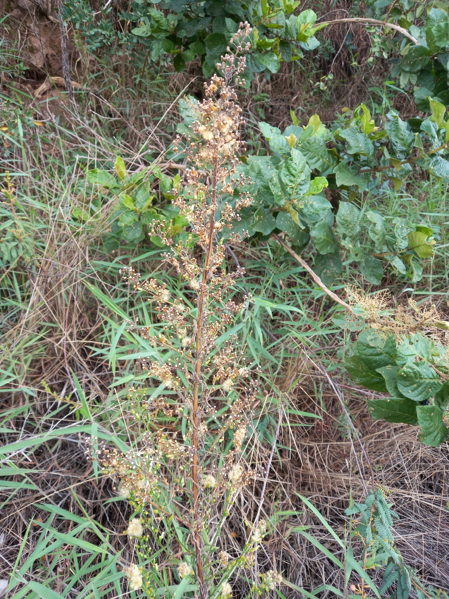 Photo of tropical horseweed (5/7)