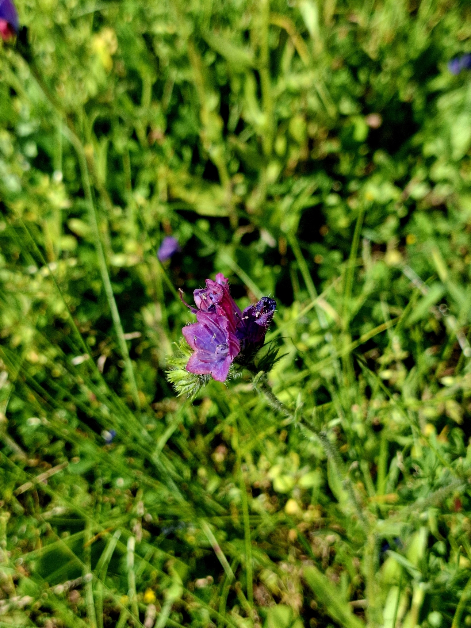 Photo of purple viper's-bugloss (10/12)