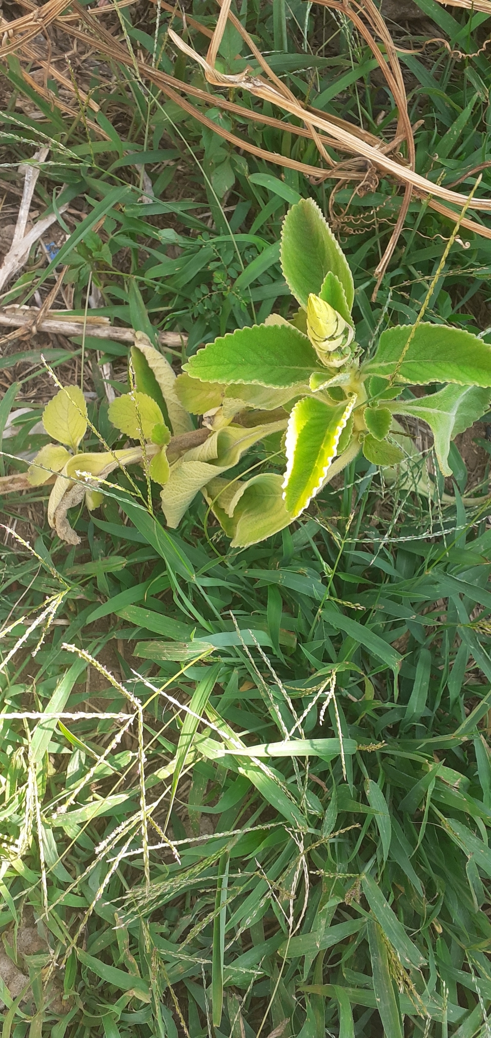 Photo of Woolly Plectranthus (7/8)