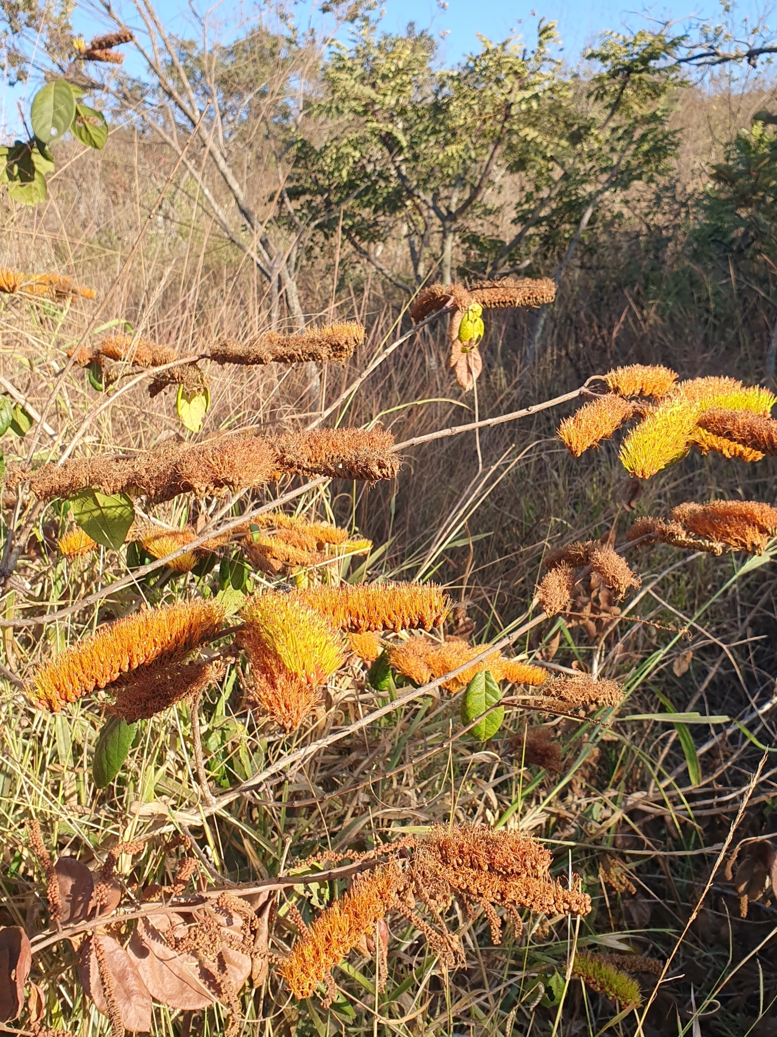 Photo of Combretum fruticosum (4/9)
