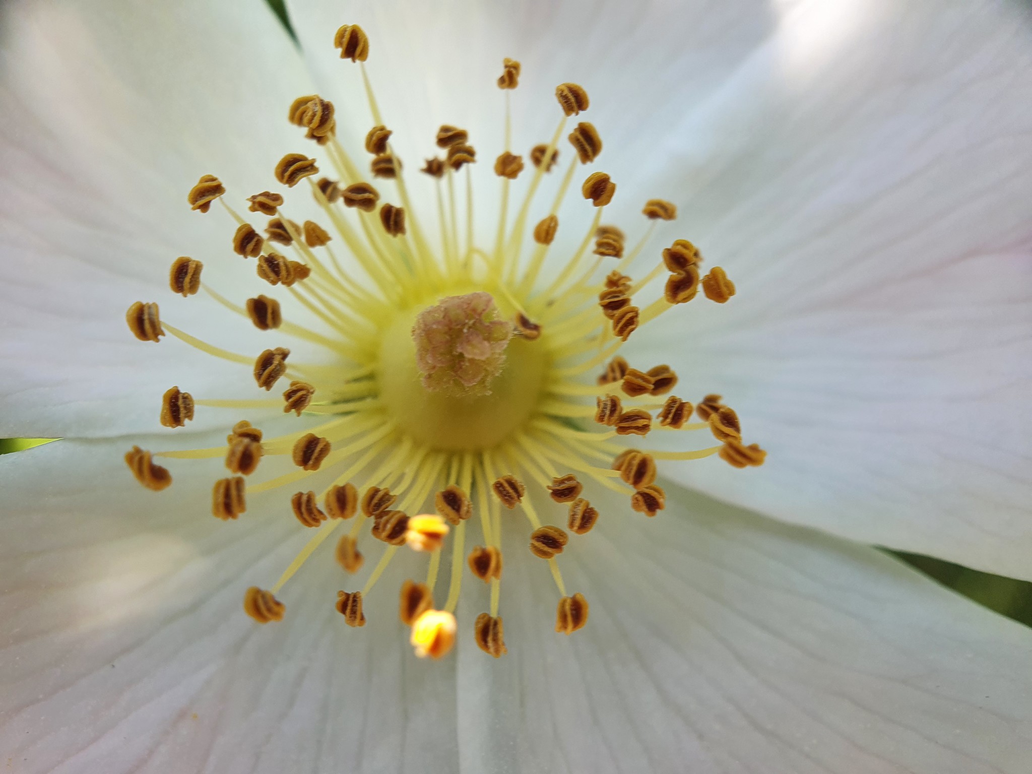 Photo of Dog-rose (11/12)