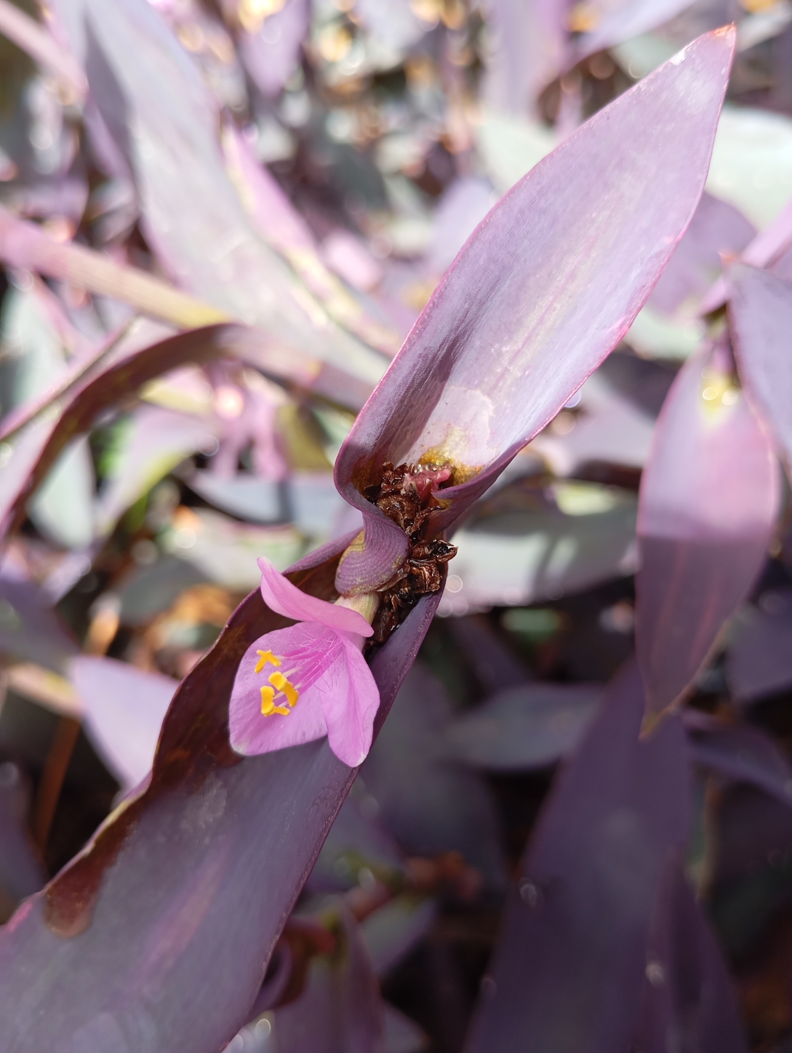 Photo of Purple Heart (2/12)