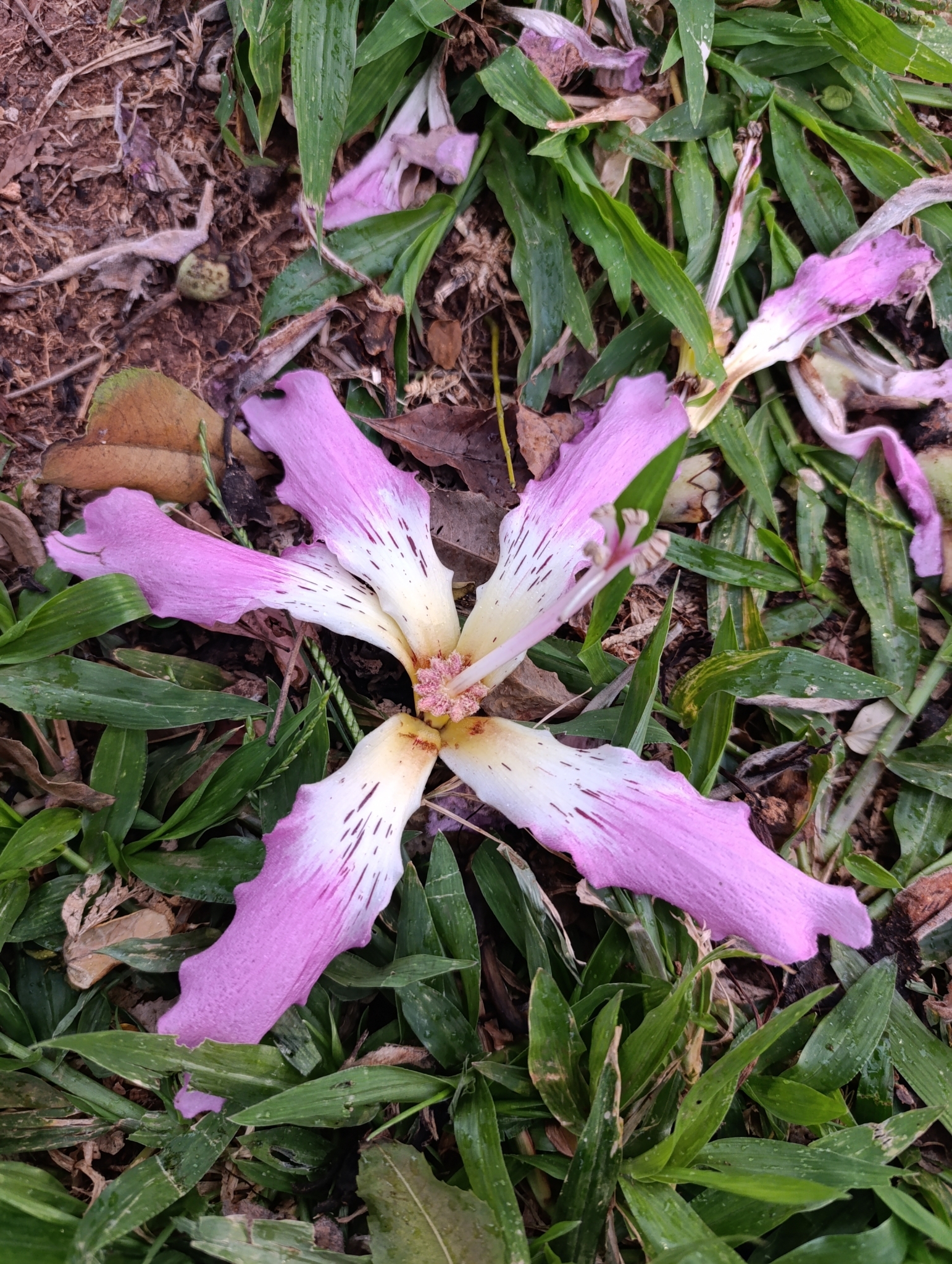 Photo of Silk floss tree (9/12)