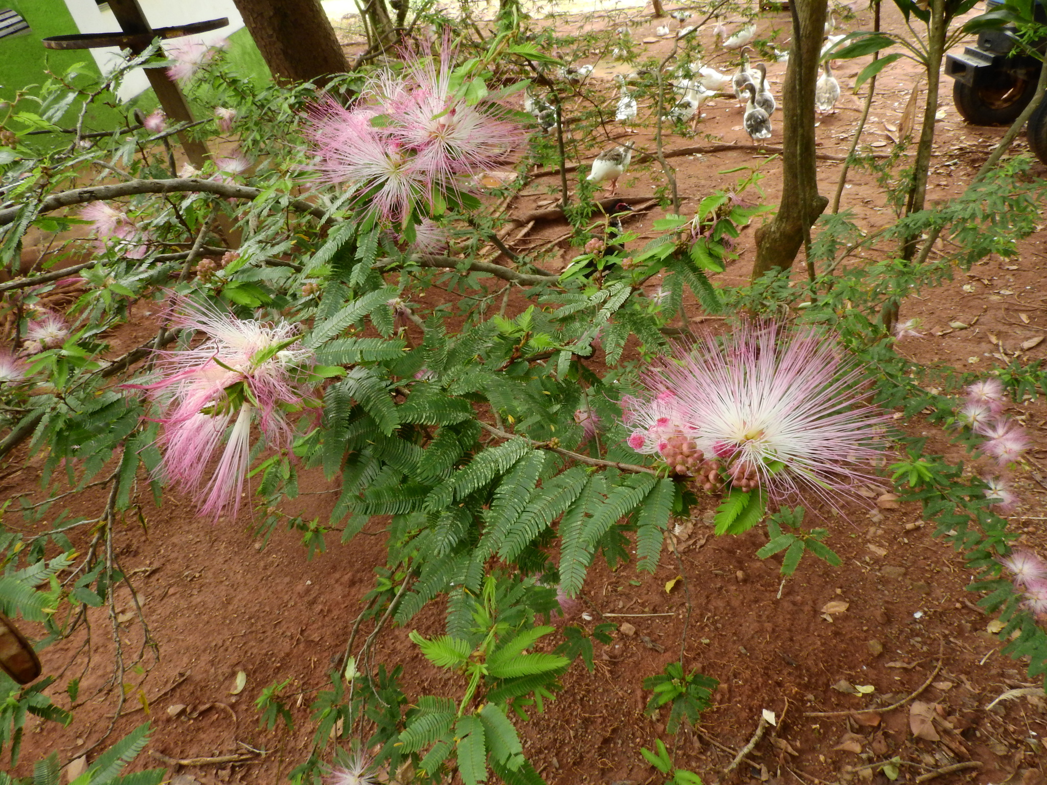Photo of Pink Powderpuff (2/9)