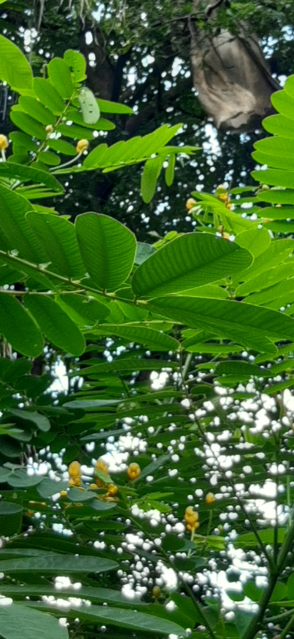 Photo of Candelabra Bush (5/6)