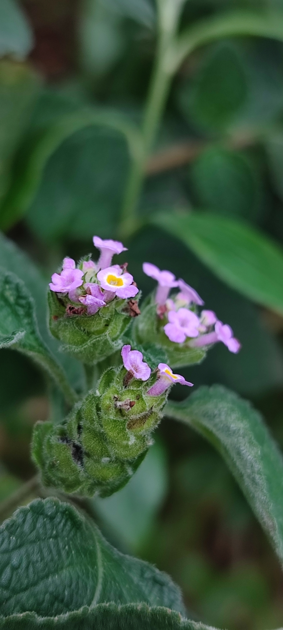 Photo of Lantana fucata (4/12)