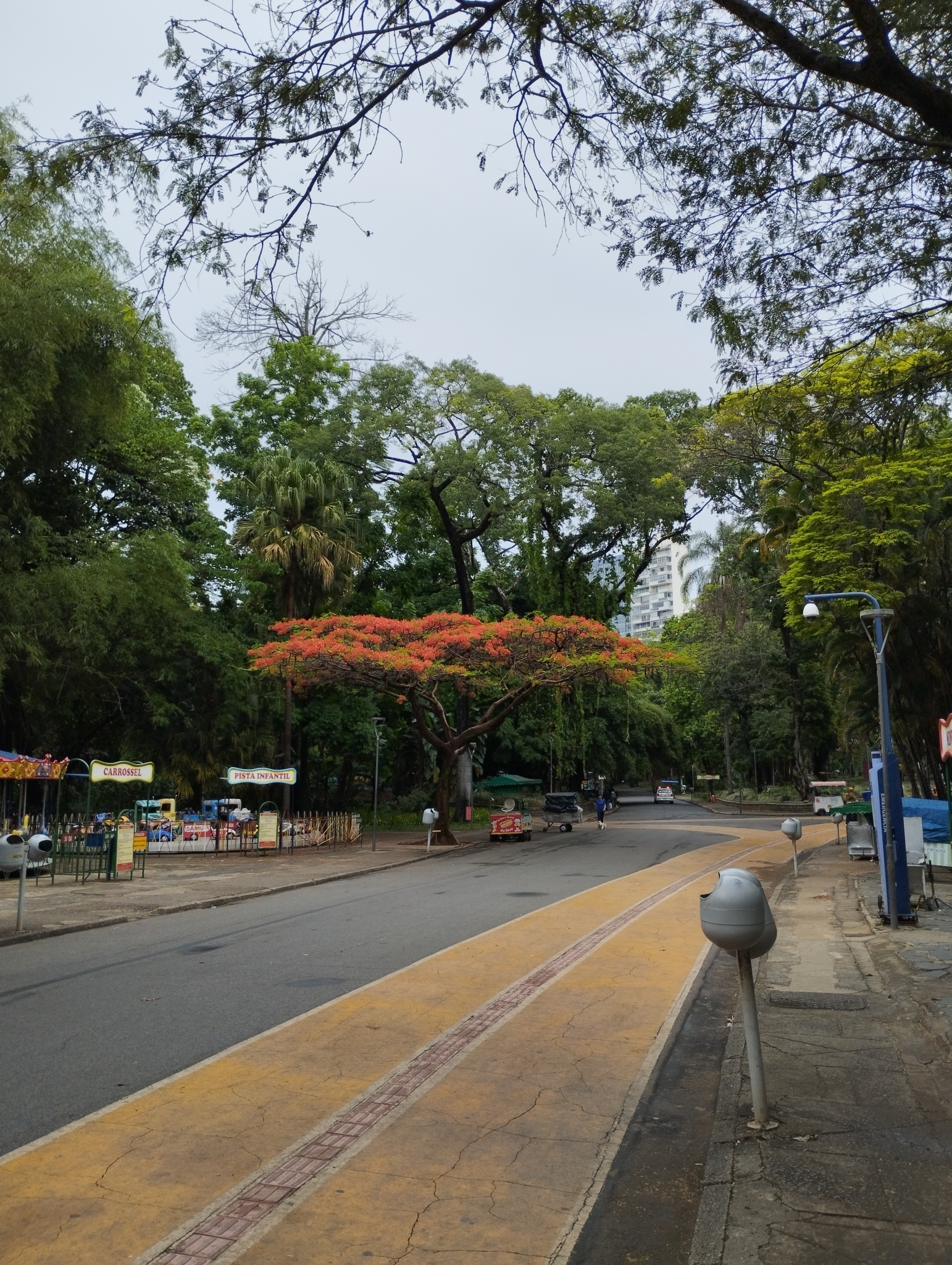Photo of Flamboyant (3/12)